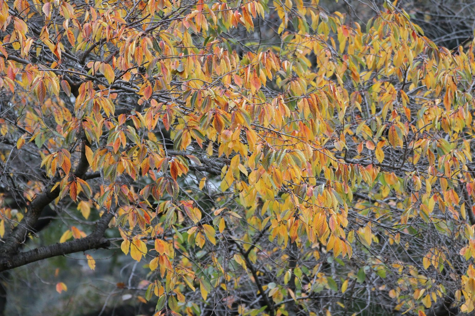 Branches of a tree with vibrant autumn leaves