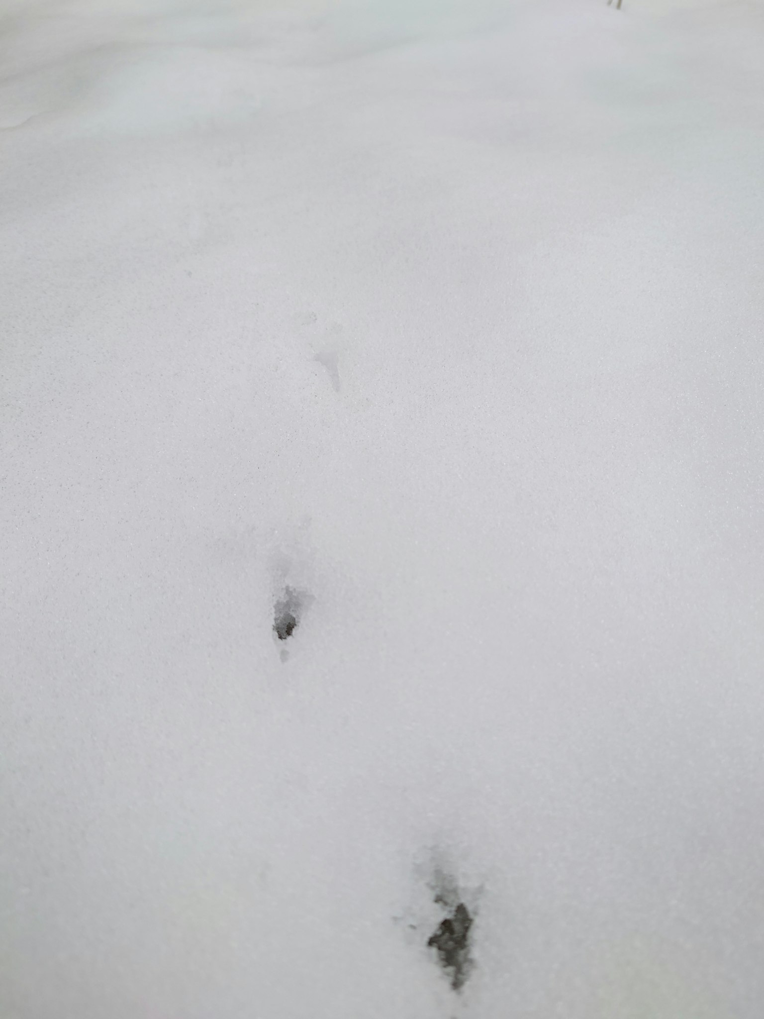 動物足跡在雪地上