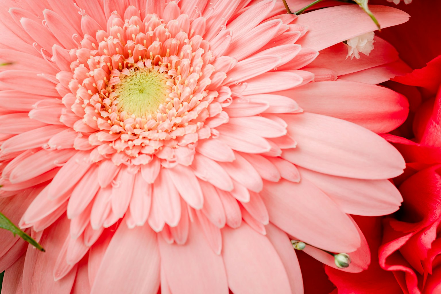 Close-up bunga gerbera merah muda dengan bunga merah di latar belakang