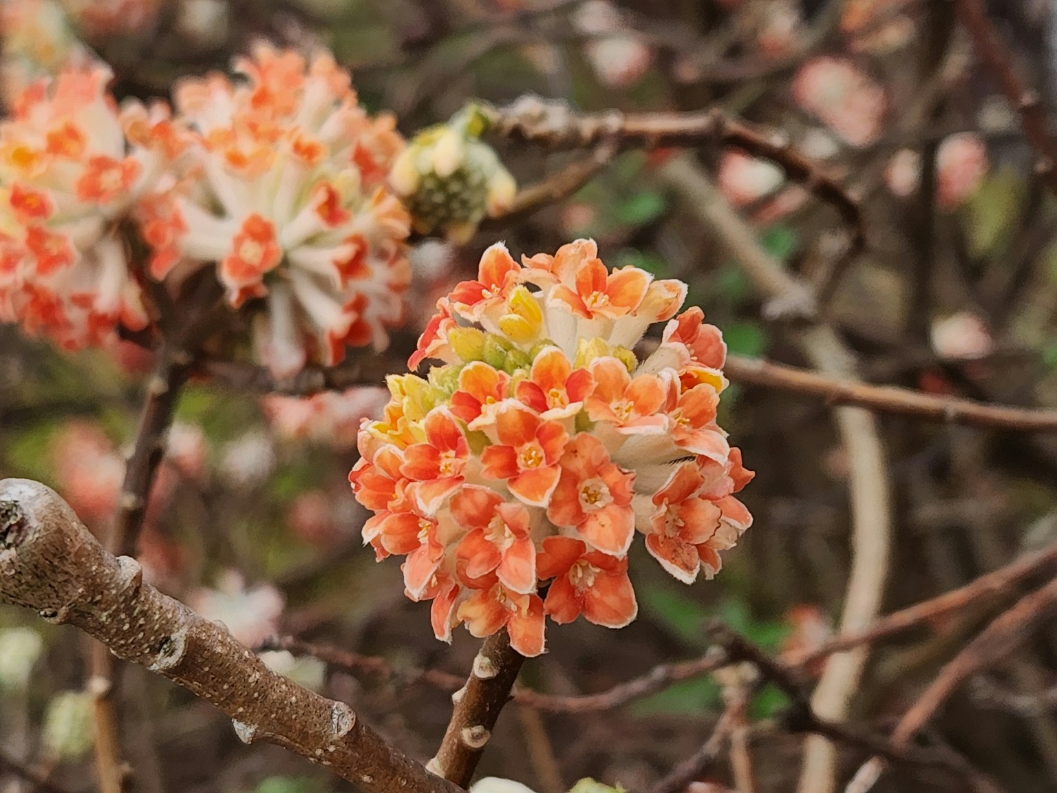 Gros plan d'une plante avec des grappes de fleurs orange ressemblant à un bouquet
