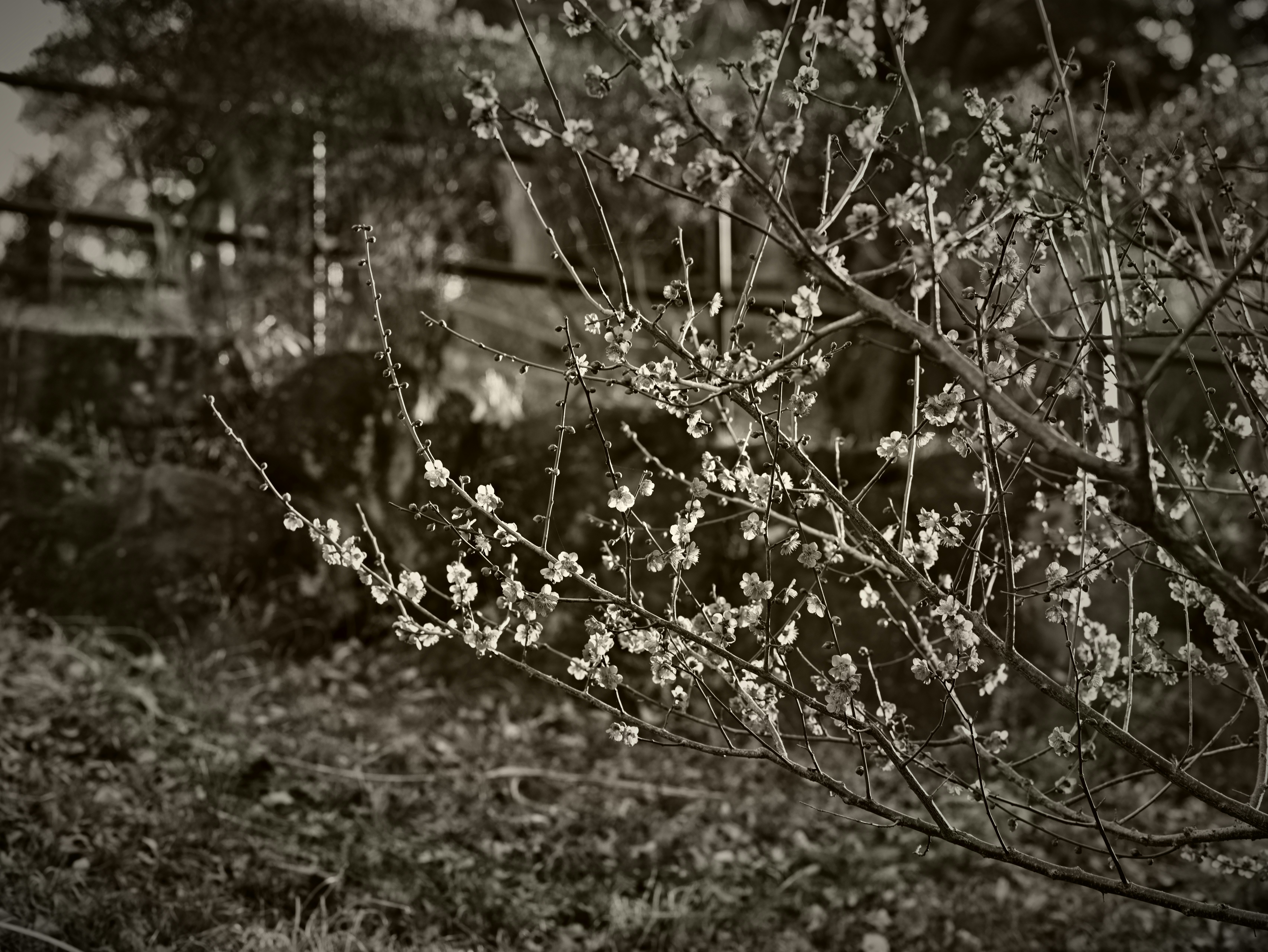 梅の花が枝に咲く庭の風景