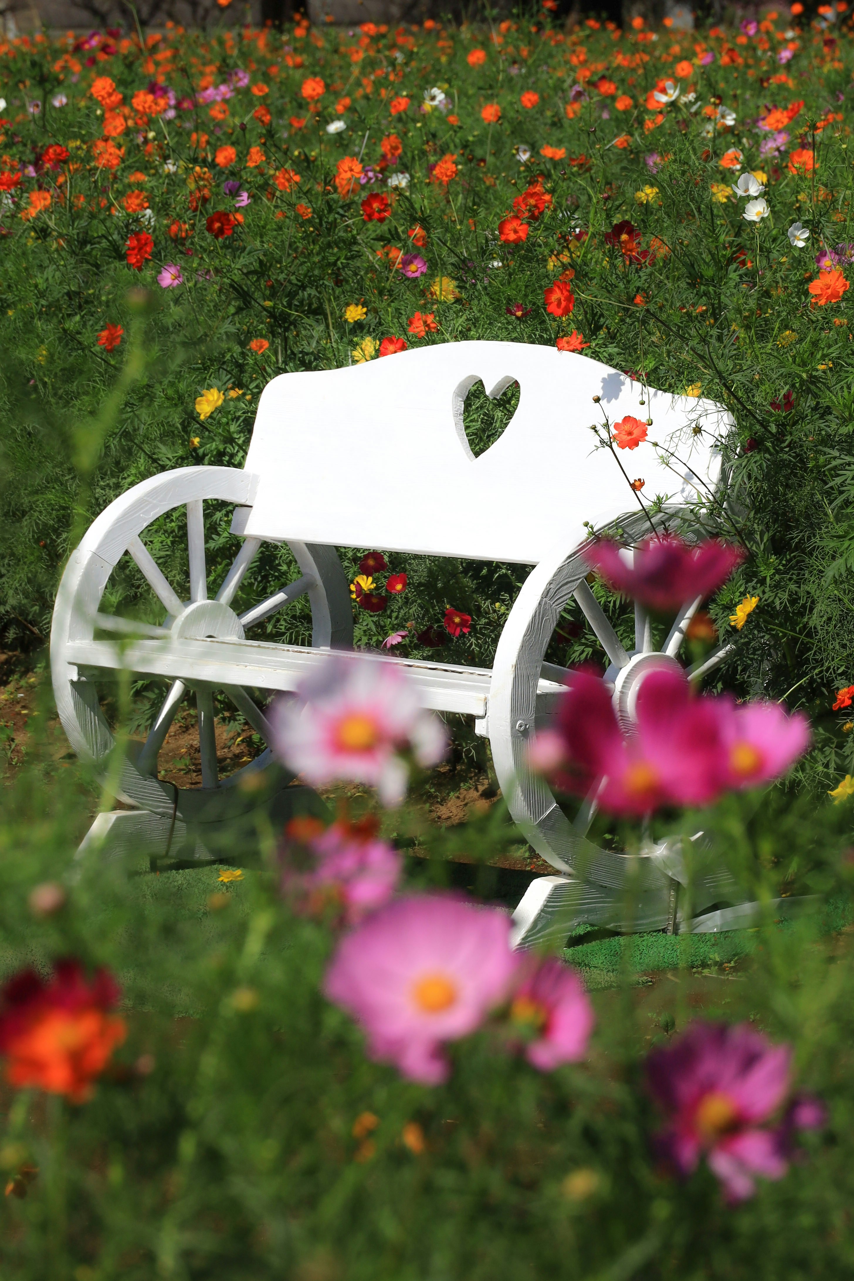 白いベンチとコスモス畑の花景色