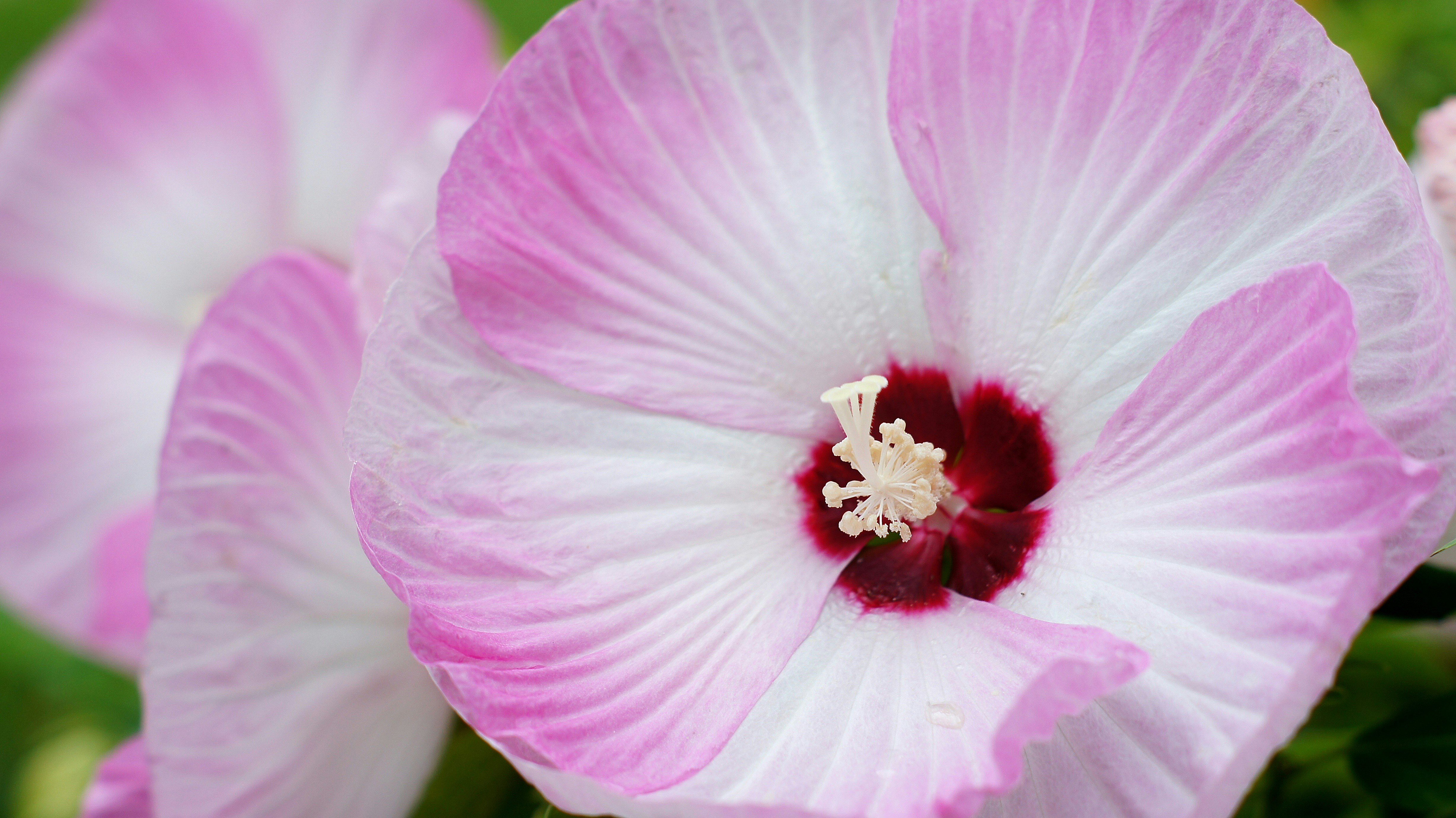 ピンクと白のアメリカ芙蓉の花のクローズアップ