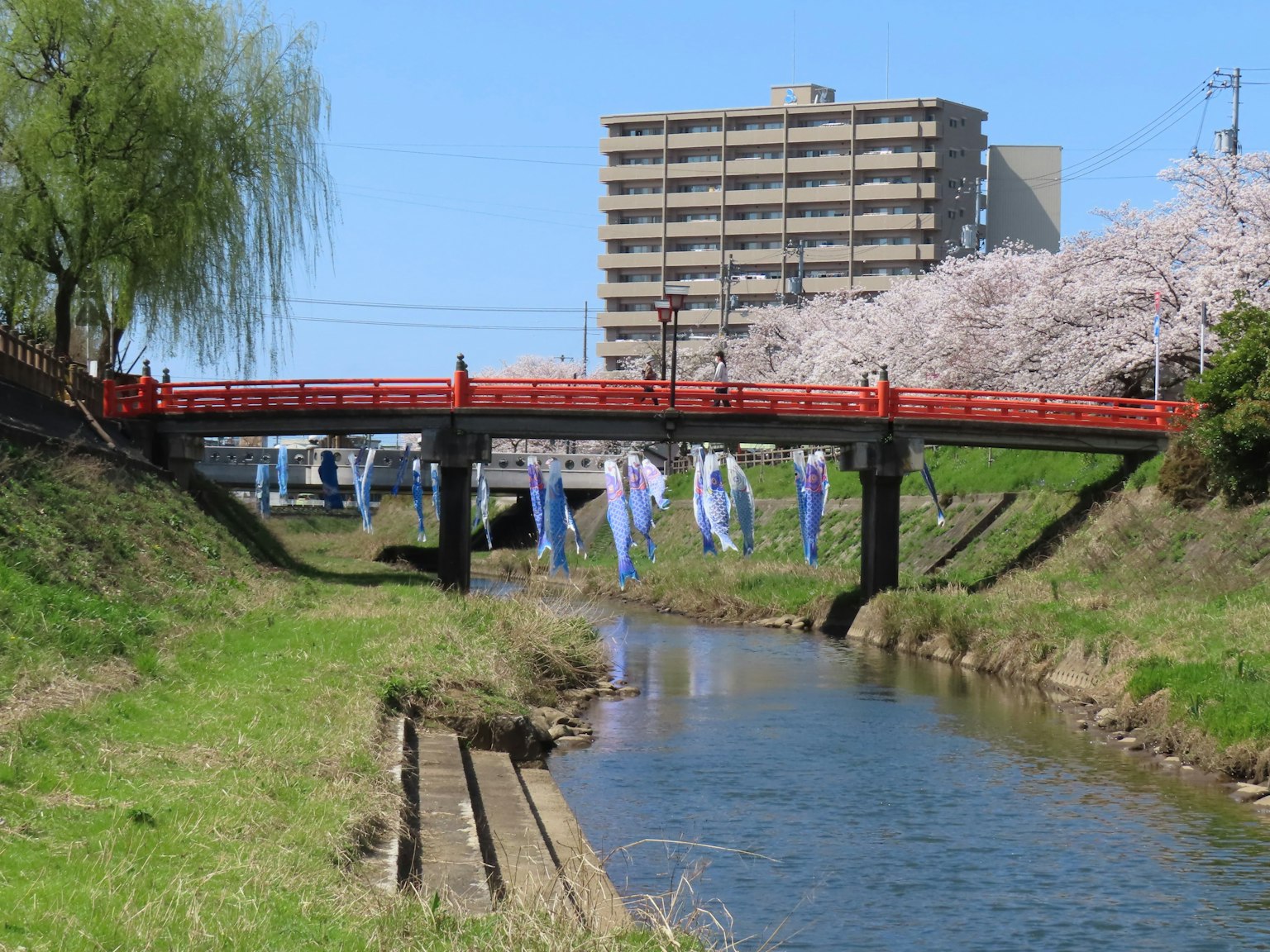 Malersicher Ausblick auf eine rote Brücke über einen ruhigen Fluss mit Kirschbäumen