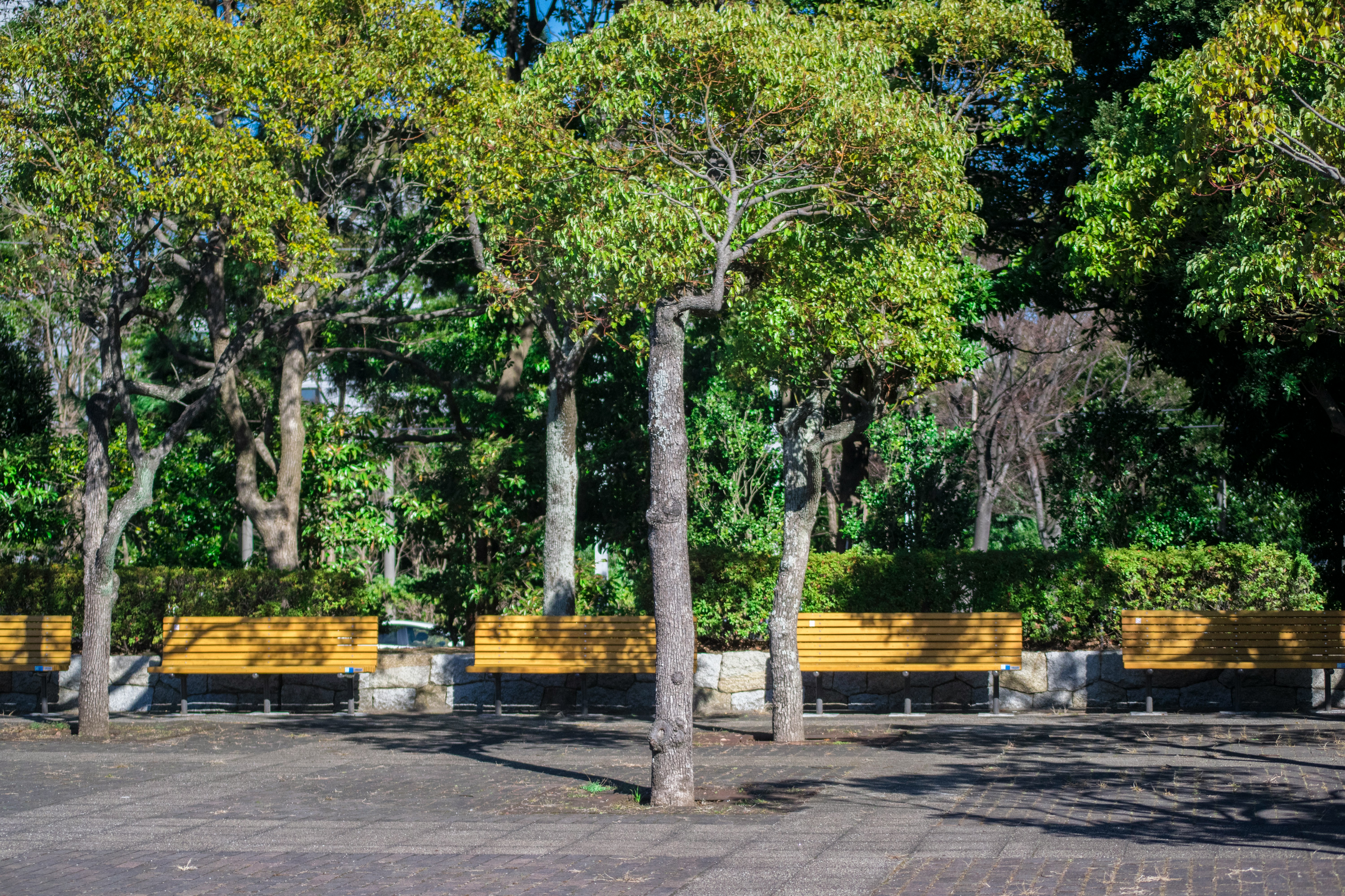 Serene park scene with green trees and a yellow fence