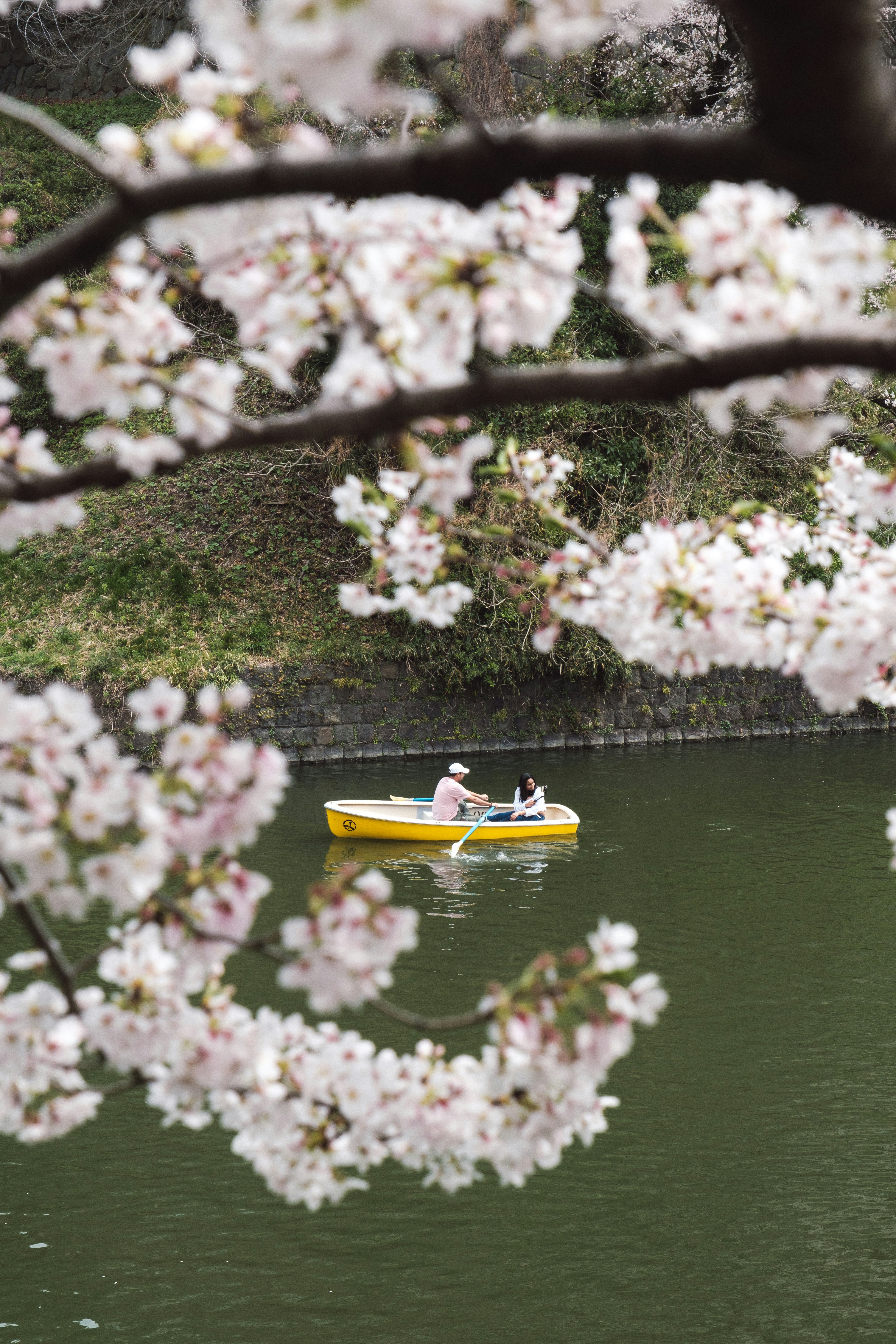 桜の枝越しに水面を進む小舟のある風景