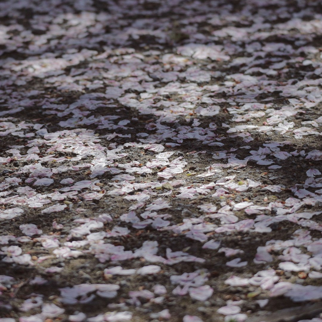 散りゆく桜の花びらが敷き詰められた地面
