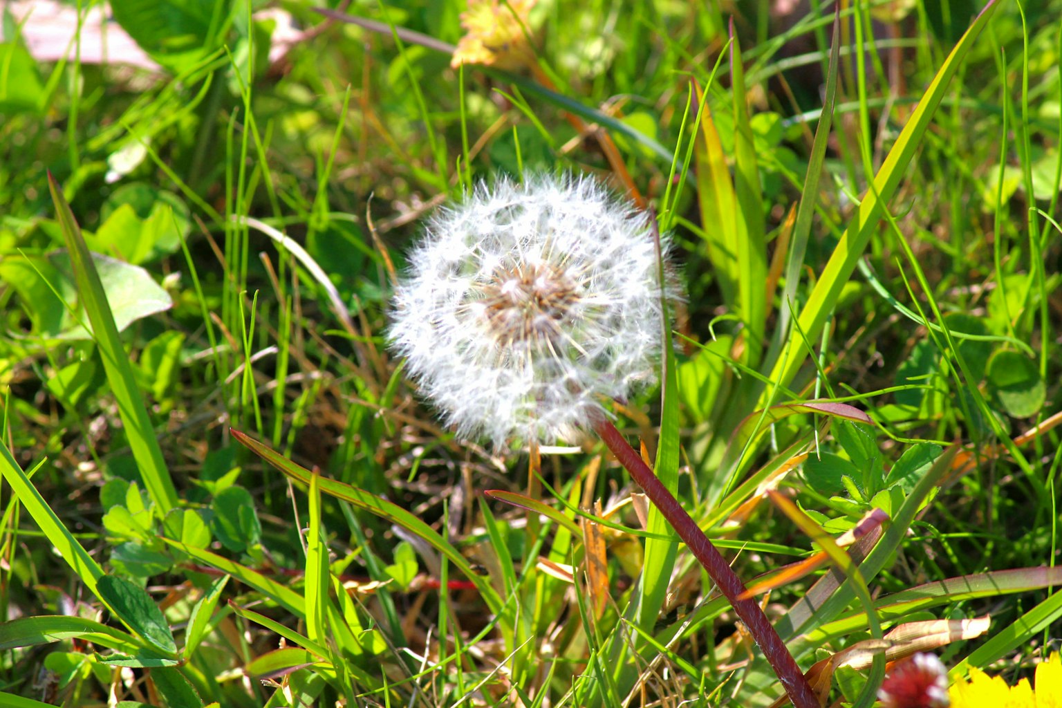 Sebuah bola berbulu dandelion putih dikelilingi oleh rumput hijau