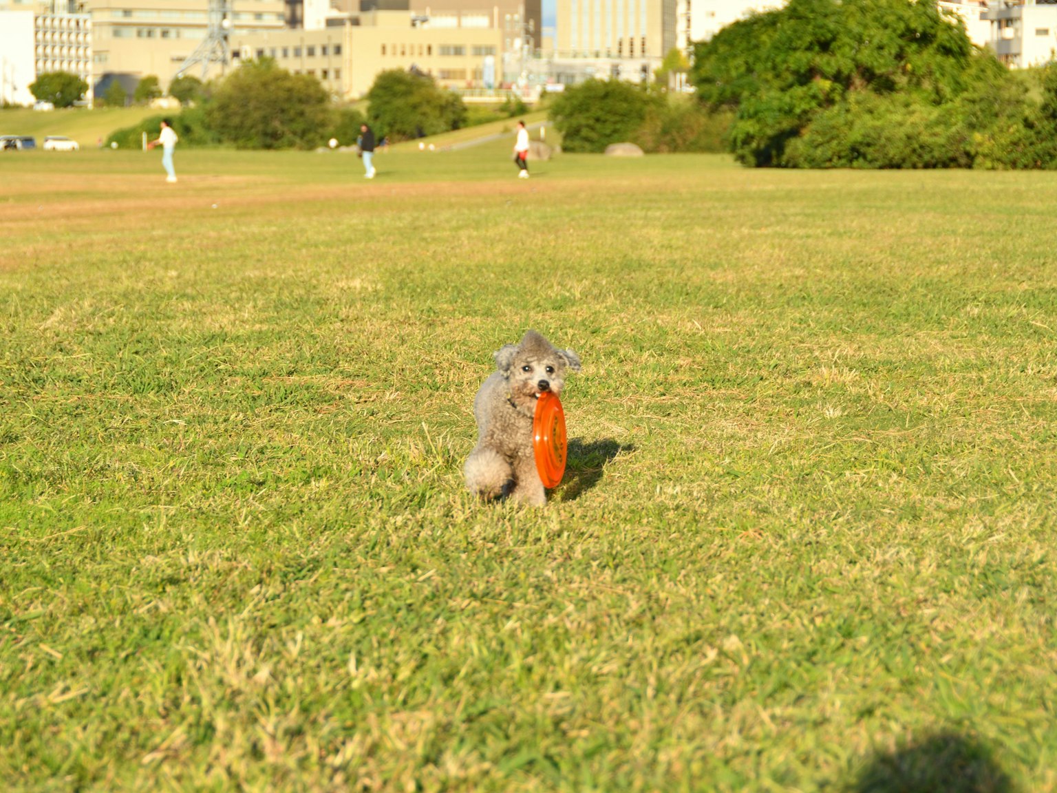 Cagnolino con un frisbee arancione in un parco
