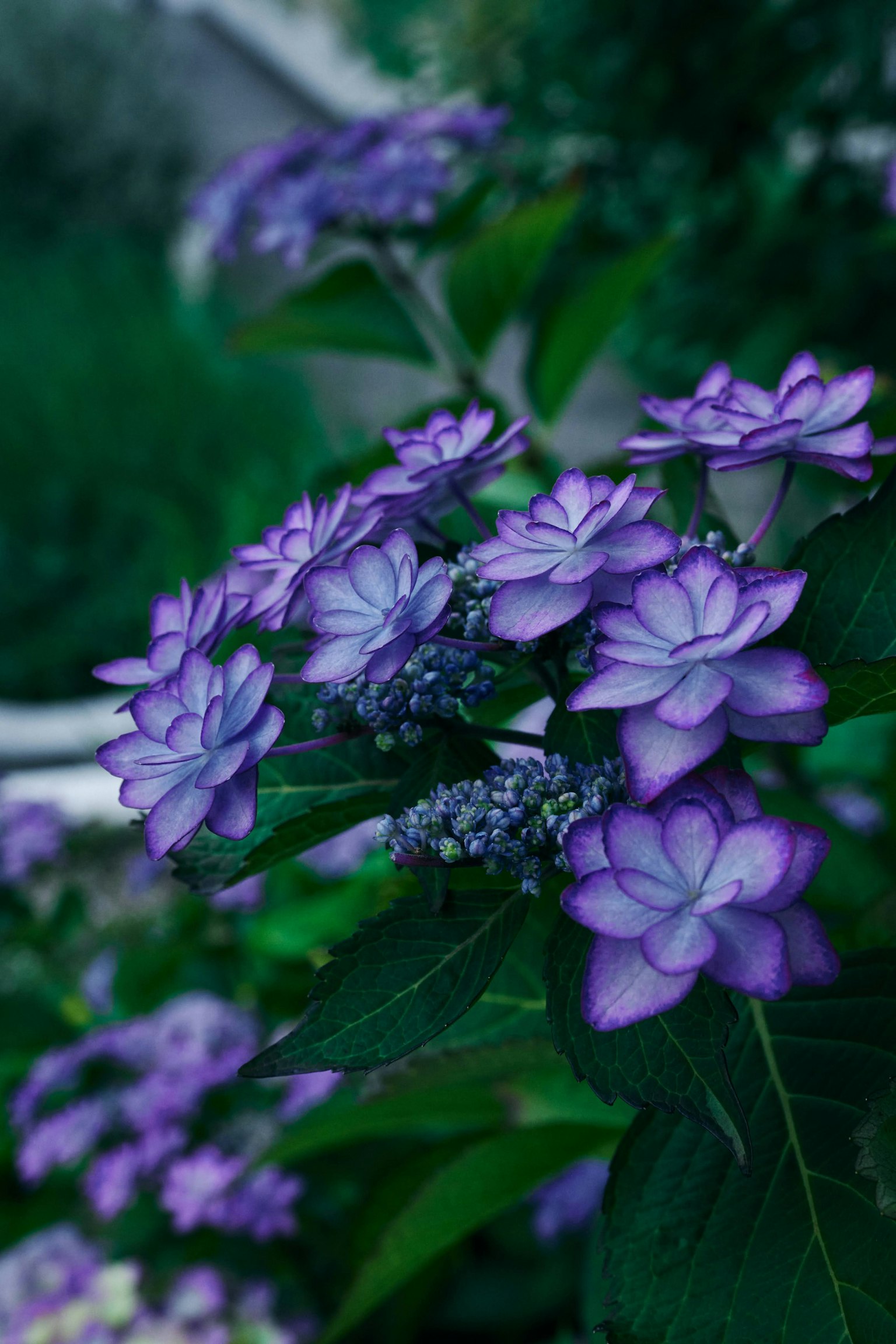 Close-up of purple flowers on a plant with a green background