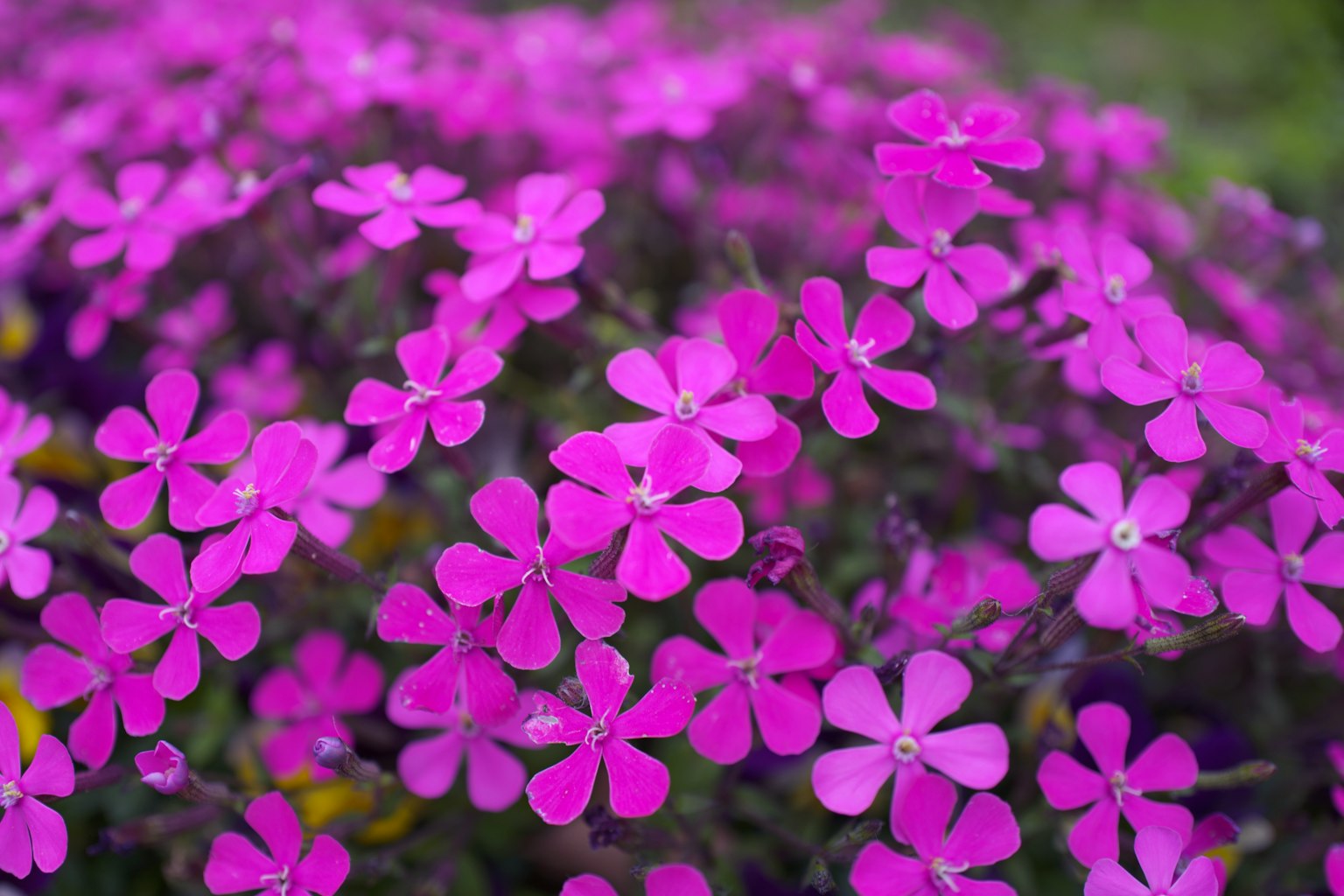 Primo piano di fiori viola vibranti in fiore