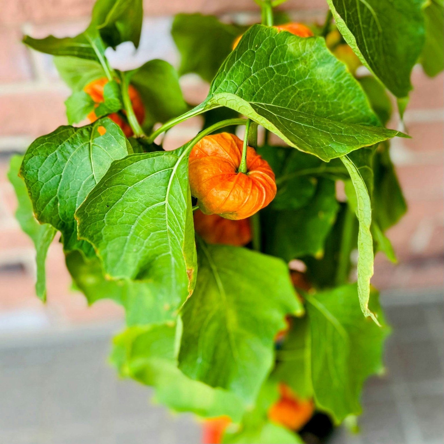 Acercamiento de una planta con hojas verdes y frutos naranjas