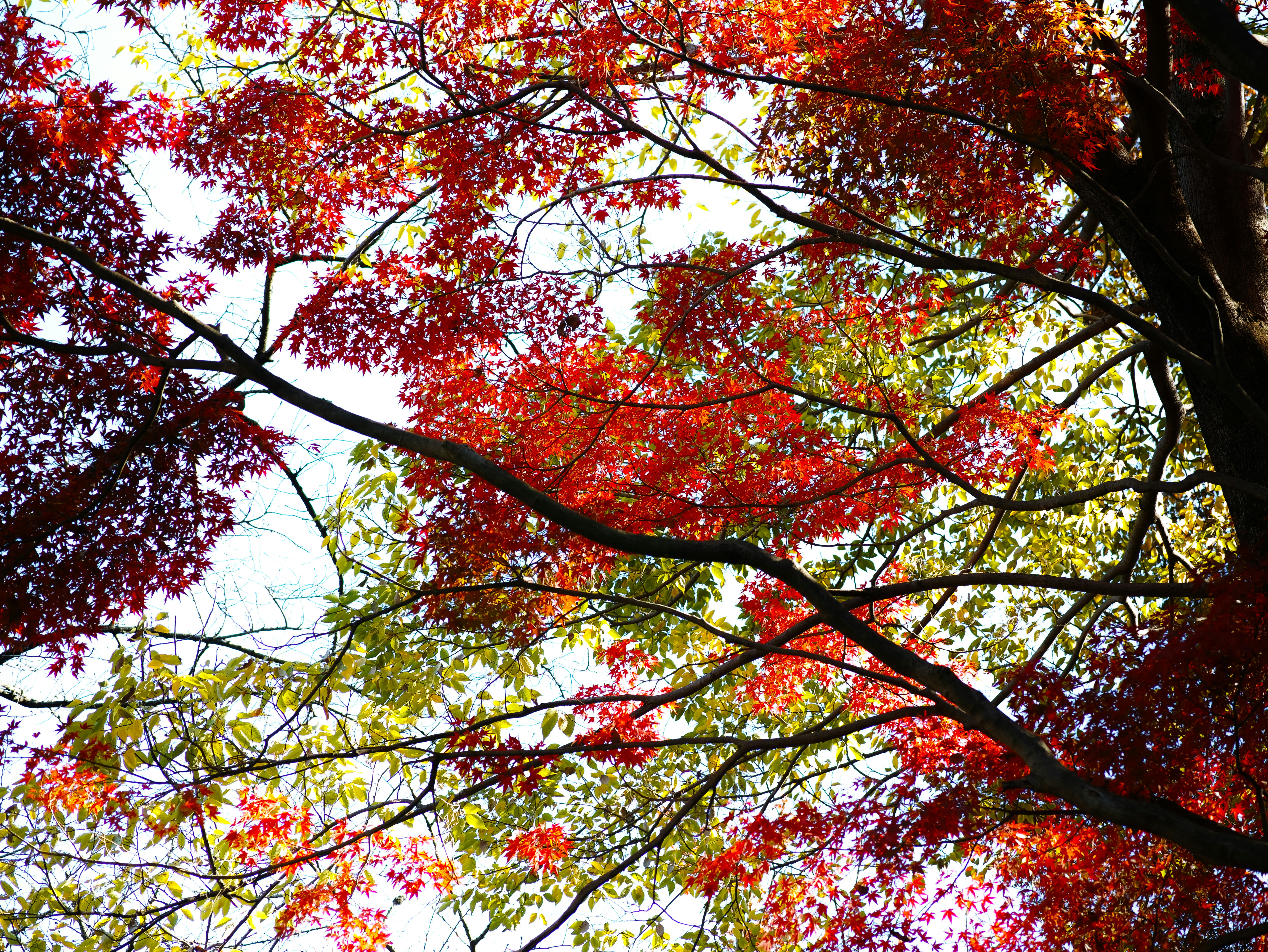 色づく木々の枝が空を覆う秋の景色