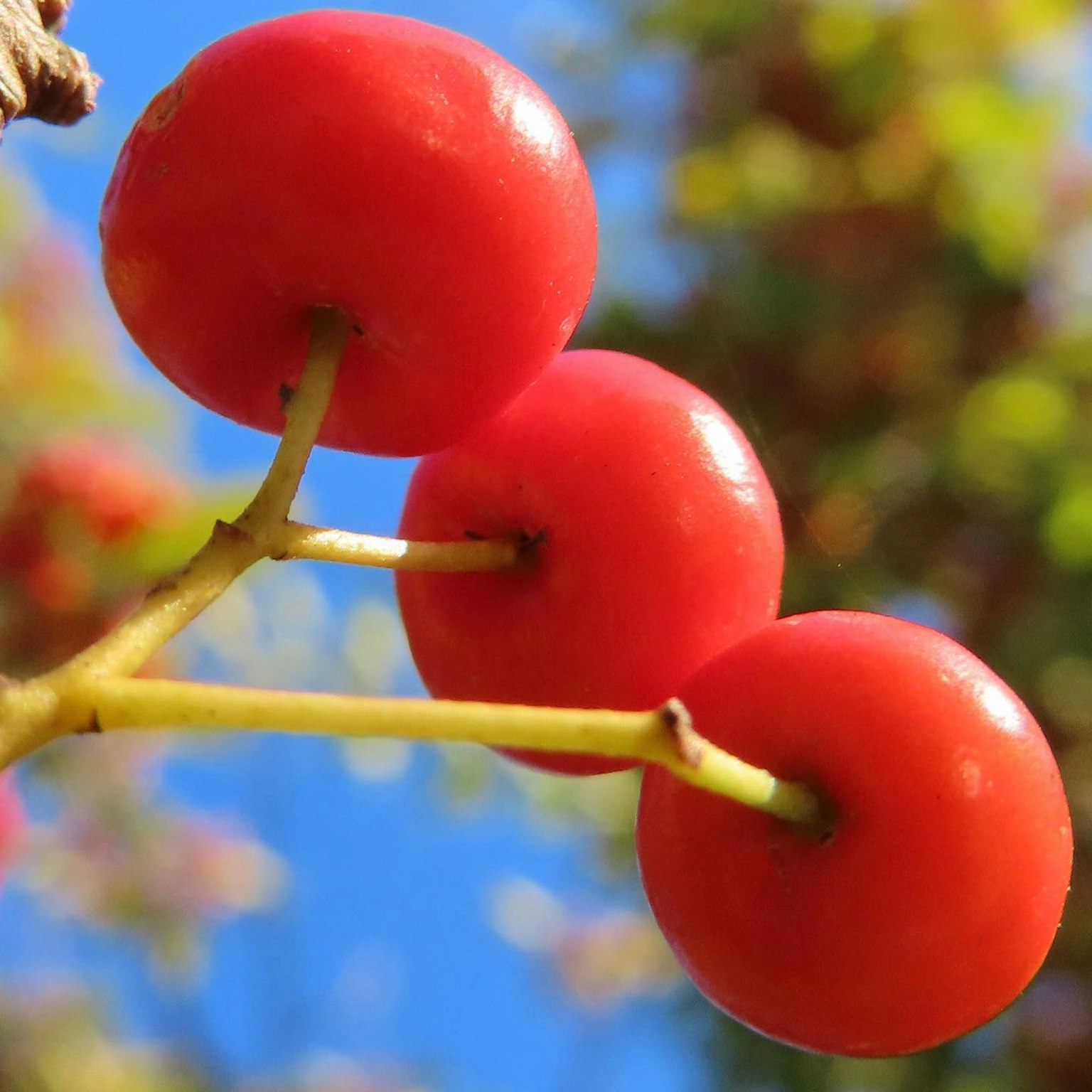 Buah merah cerah menggantung di cabang dengan langit biru cerah