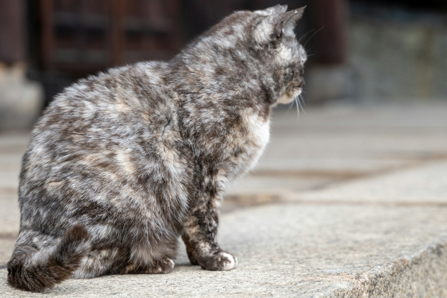 一只独特花纹的猫坐在石头表面上