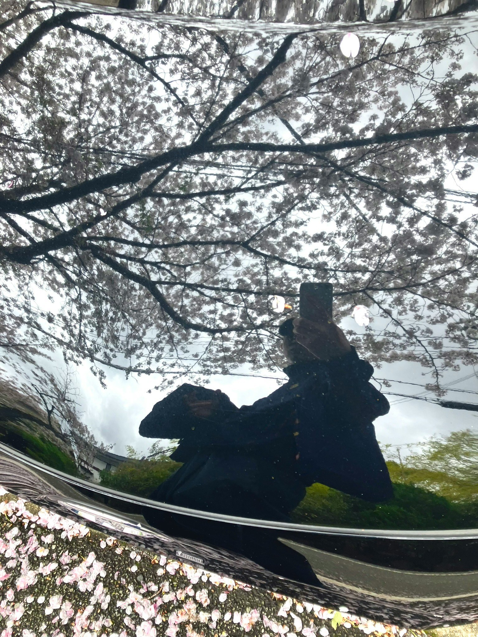 Refleksi pohon sakura dan seseorang di permukaan mobil hitam