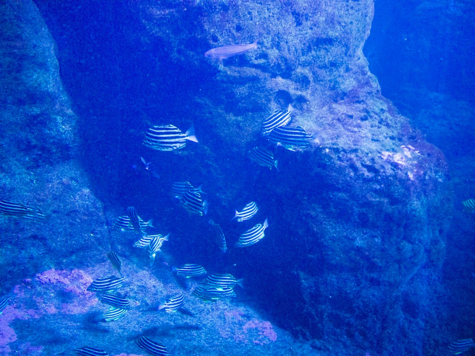 Escena submarina con rocas azules y varios peces nadando