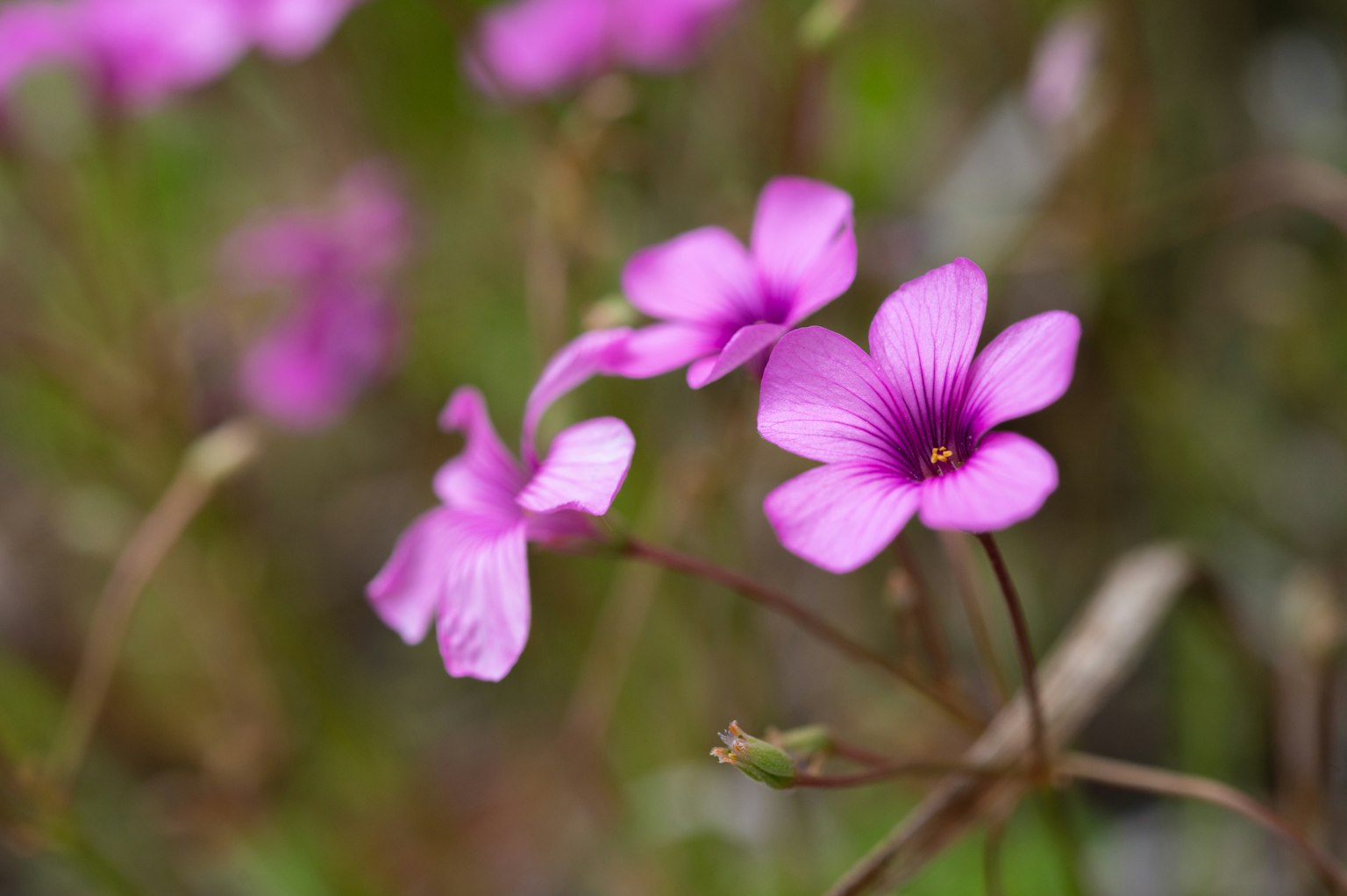 Fiori viola vivaci che sbocciano in un ambiente naturale