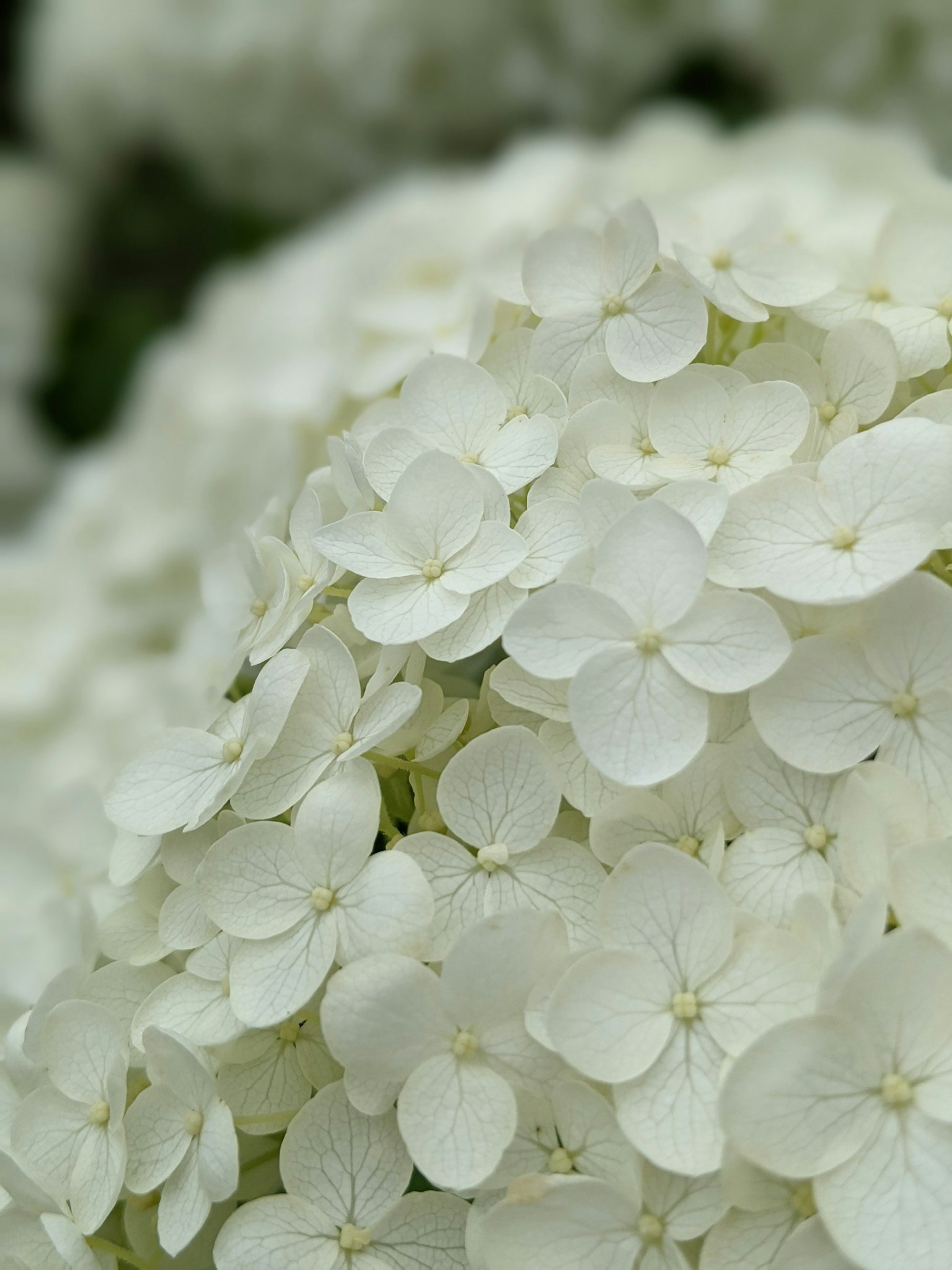 Close-up of clusters of white hydrangea flowers