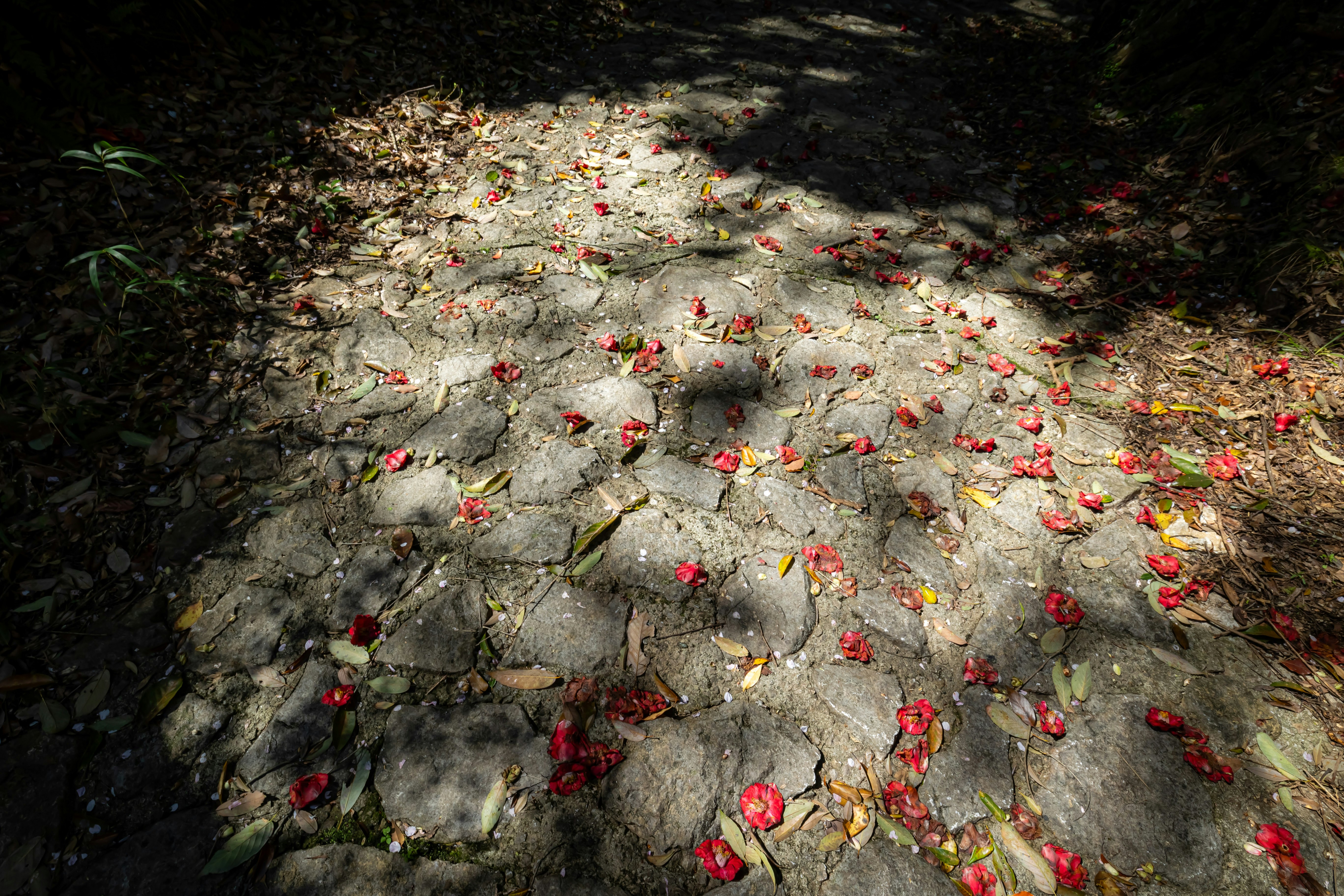 立神峡の石畳に散る椿の花と光と影