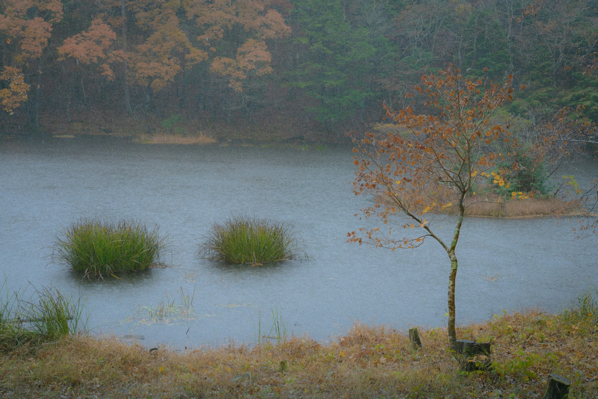 A serene pond surrounded by mist and autumn foliage