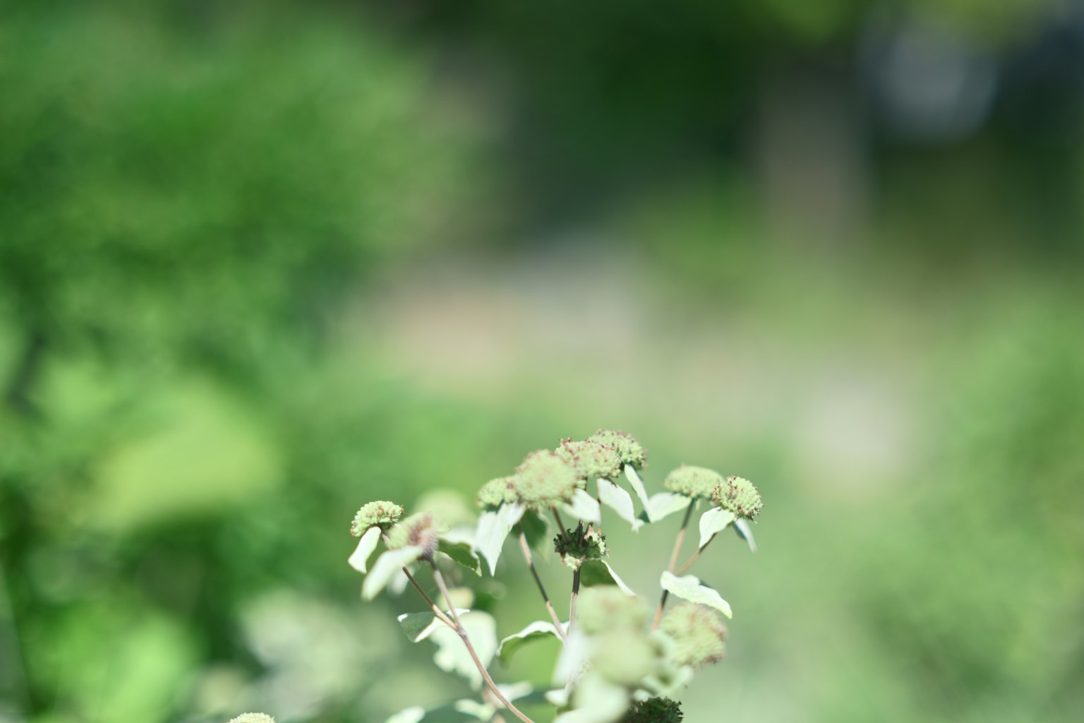 Verschwommene weiße Blumen vor grünem Hintergrund
