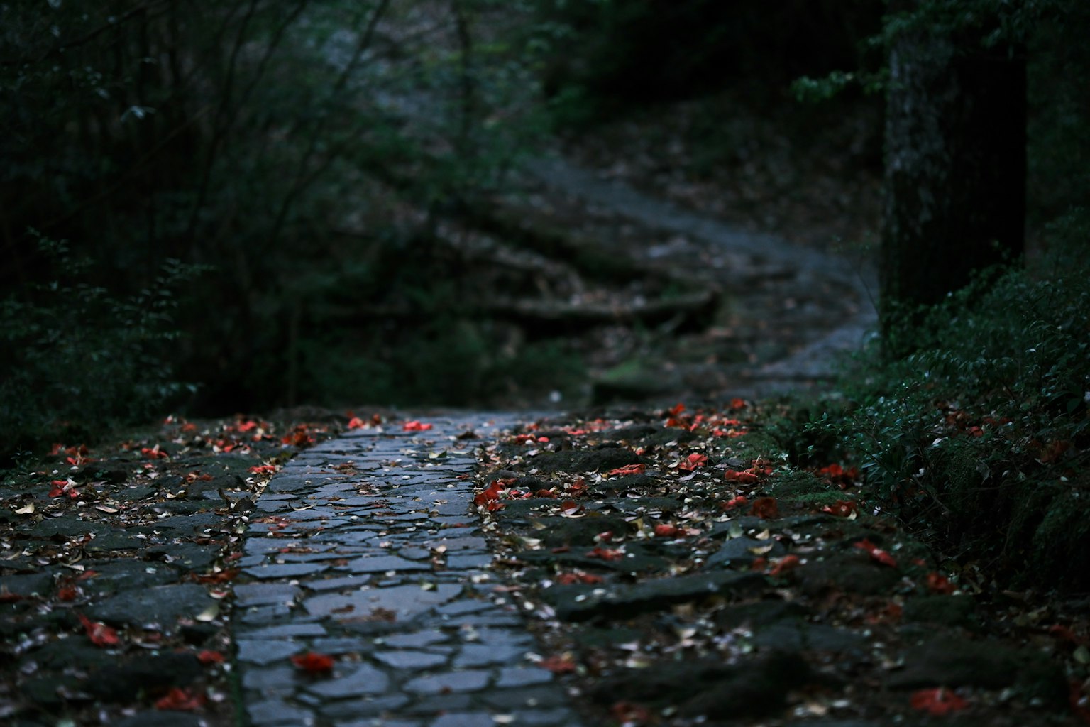 Chemin en pierre dans une forêt sombre avec des feuilles tombées