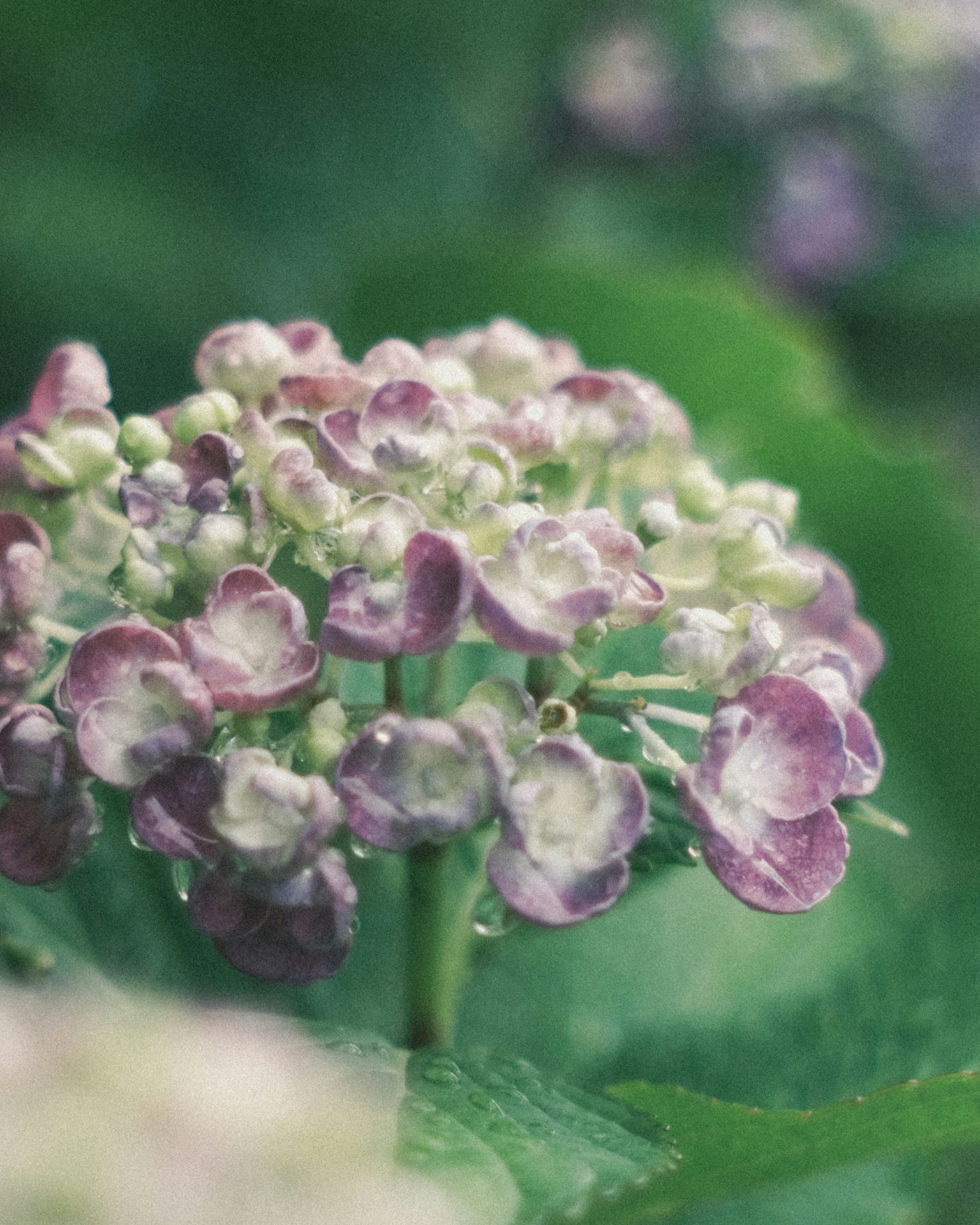 Gros plan sur une fleur violette avec des feuilles vertes