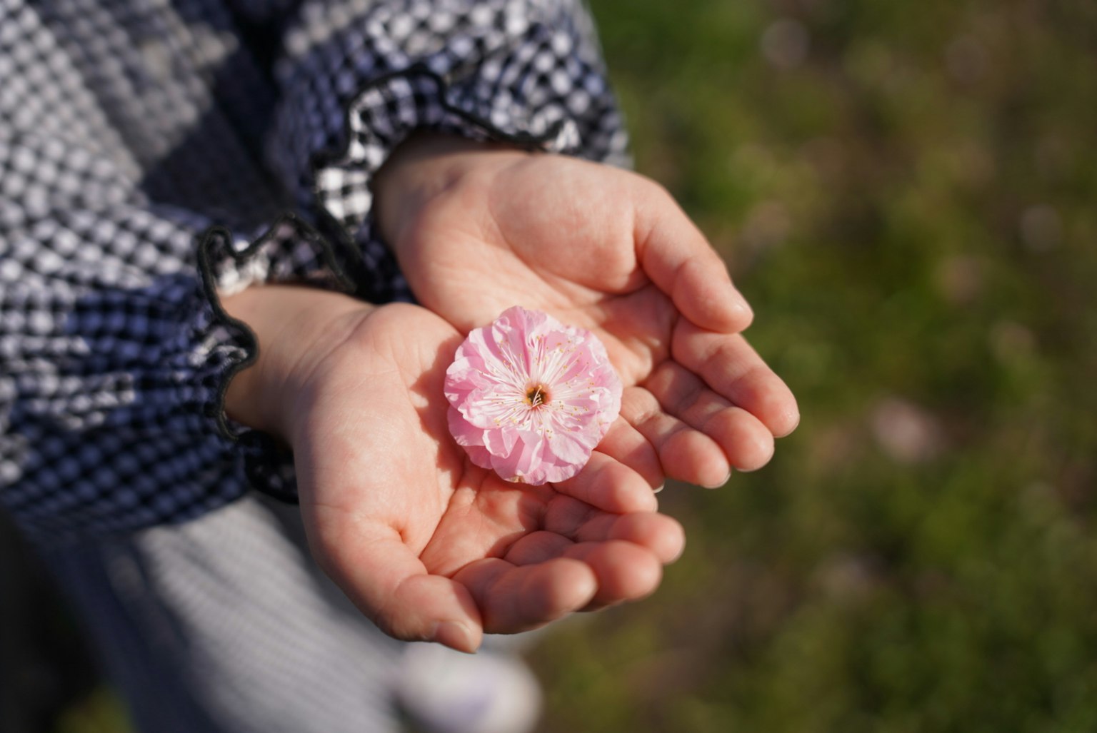 Manos de niño sosteniendo una flor rosa