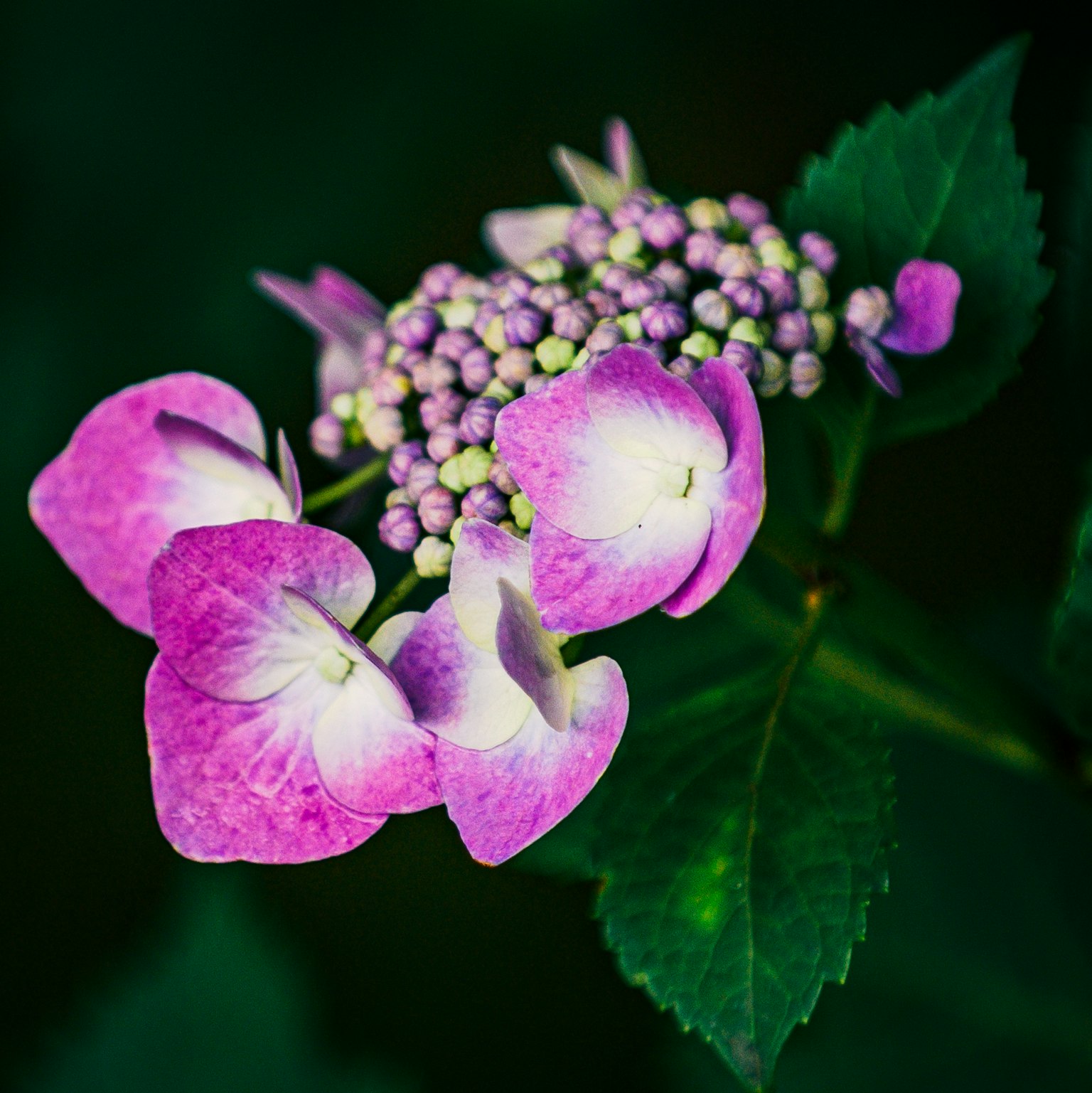 紫色花瓣和绿色叶子的绣球花特写