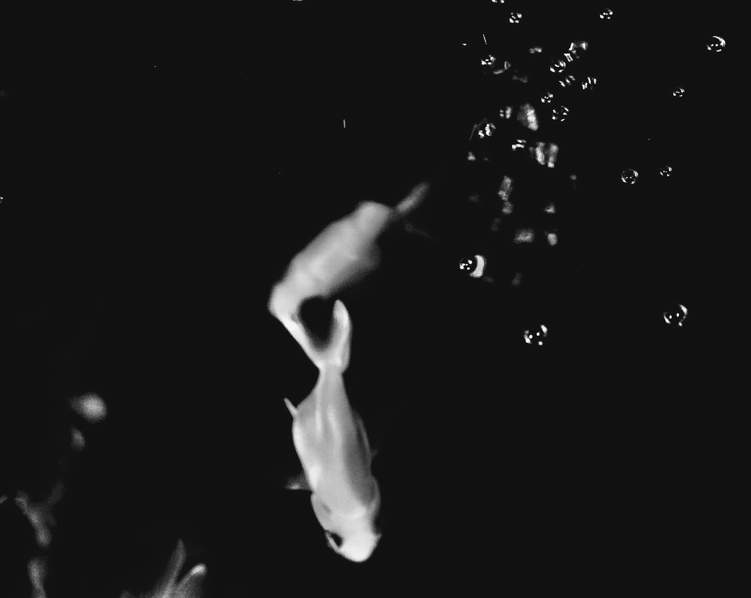 Black and white photo of fish swimming with bubbles in water