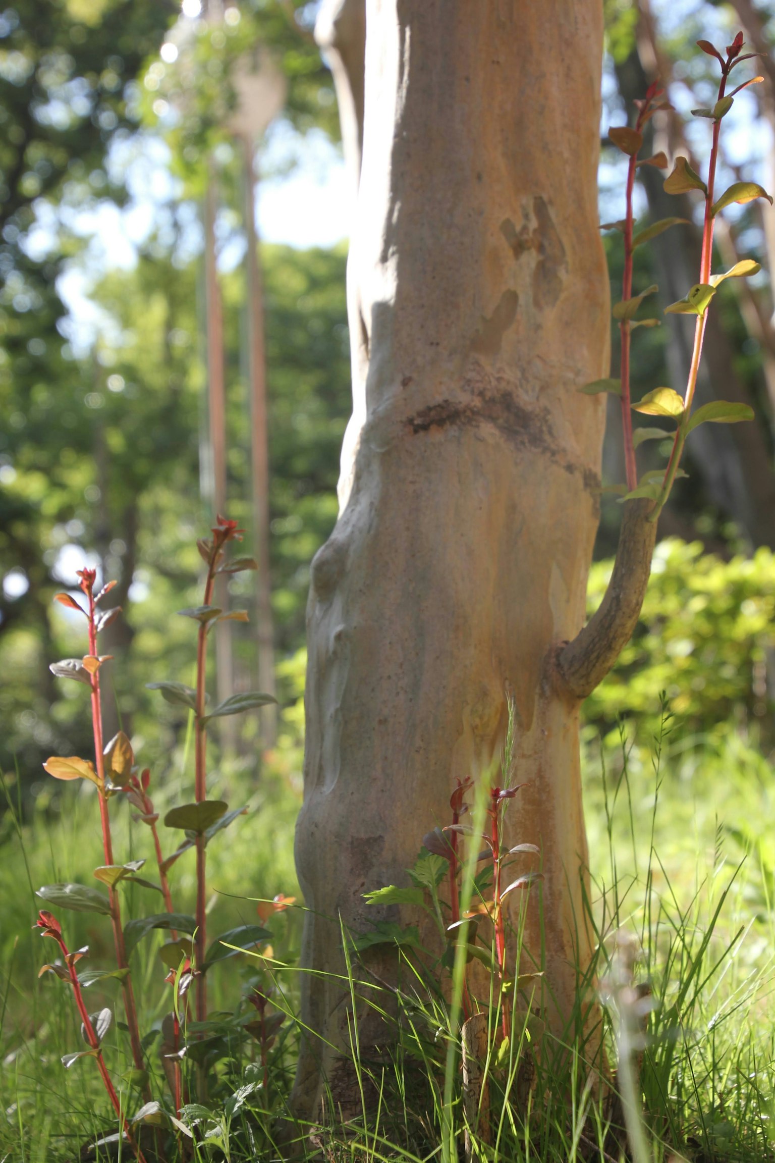 Tronco de árbol con brotes nuevos en hierba verde