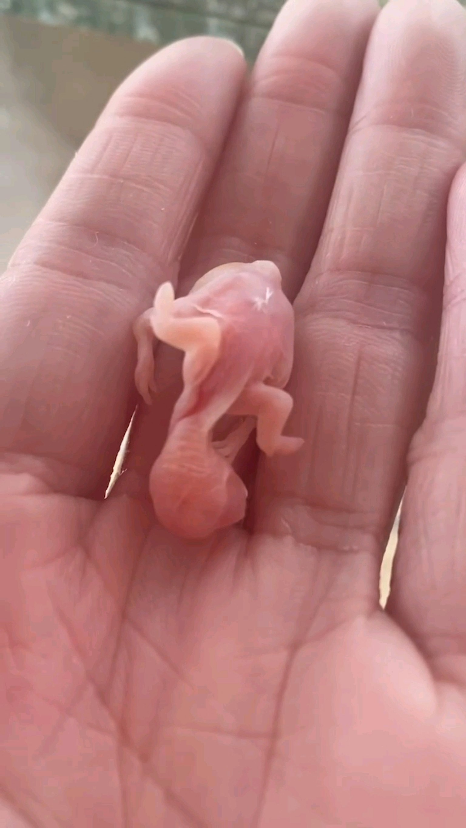 Un pequeño renacuajo rosa descansando en una palma