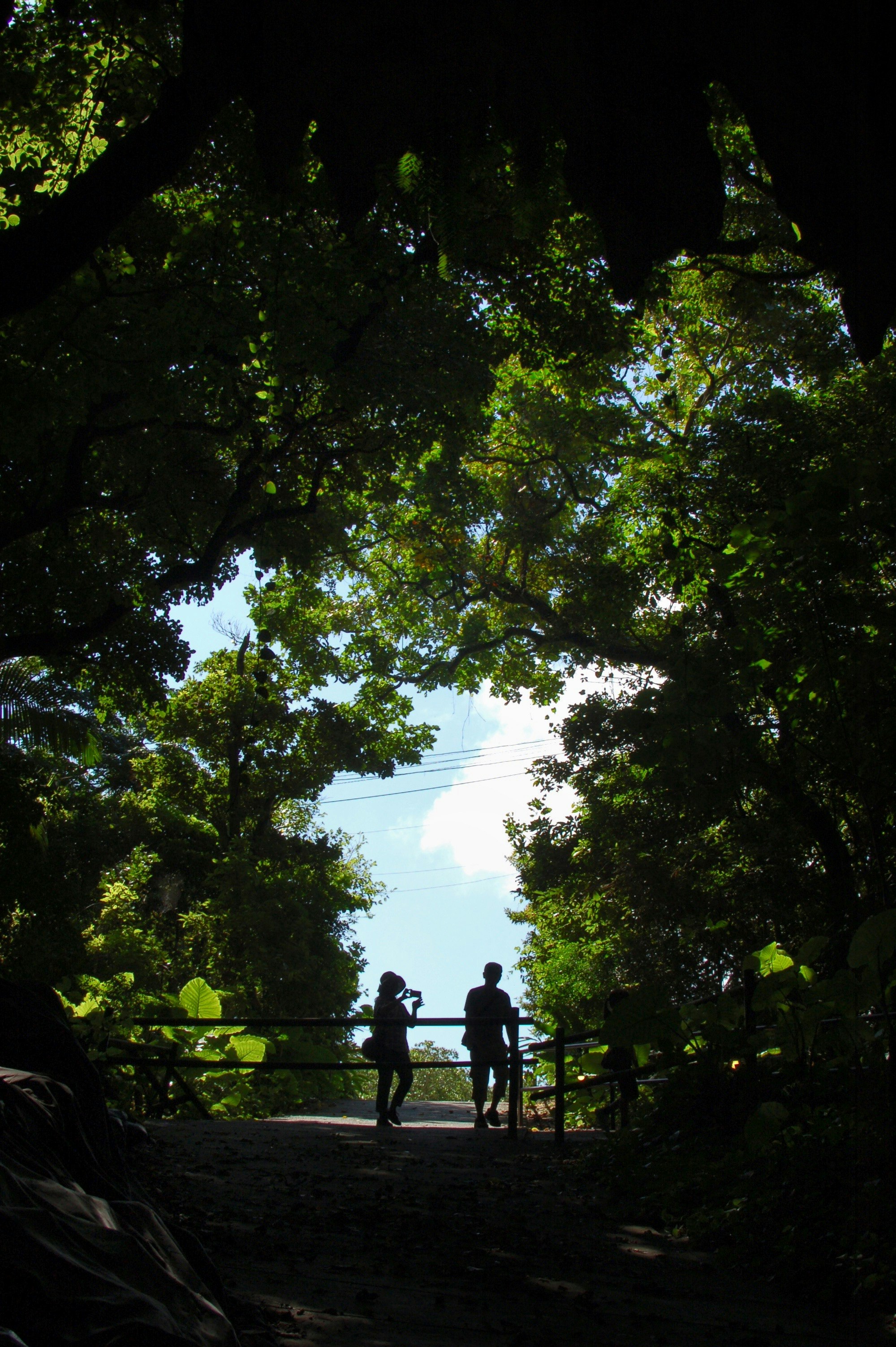 due silhouette su un sentiero alberato, con nuvole estive oltre il tunnel verde immagine