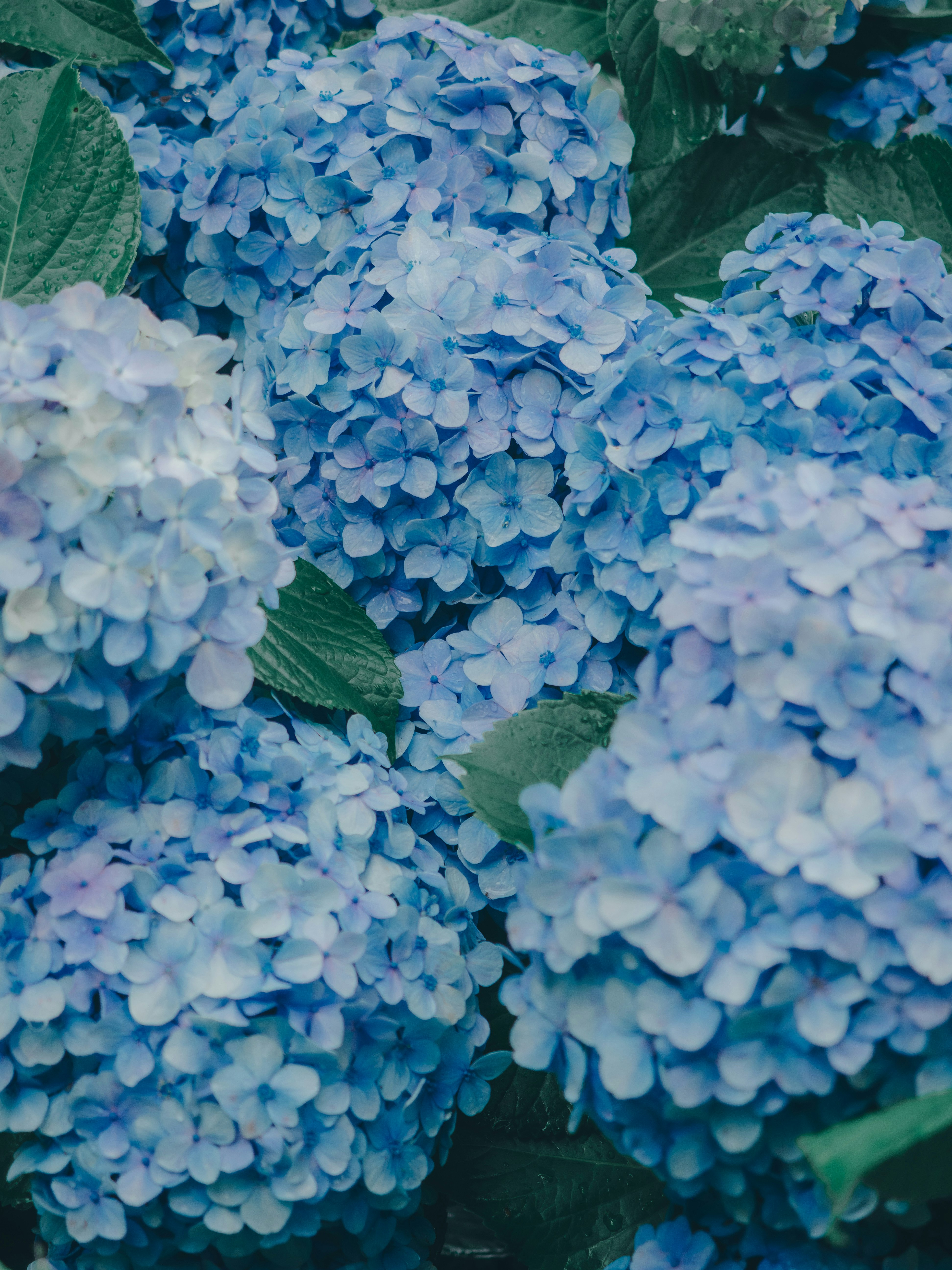 青いアジサイの花が密集して咲く様子