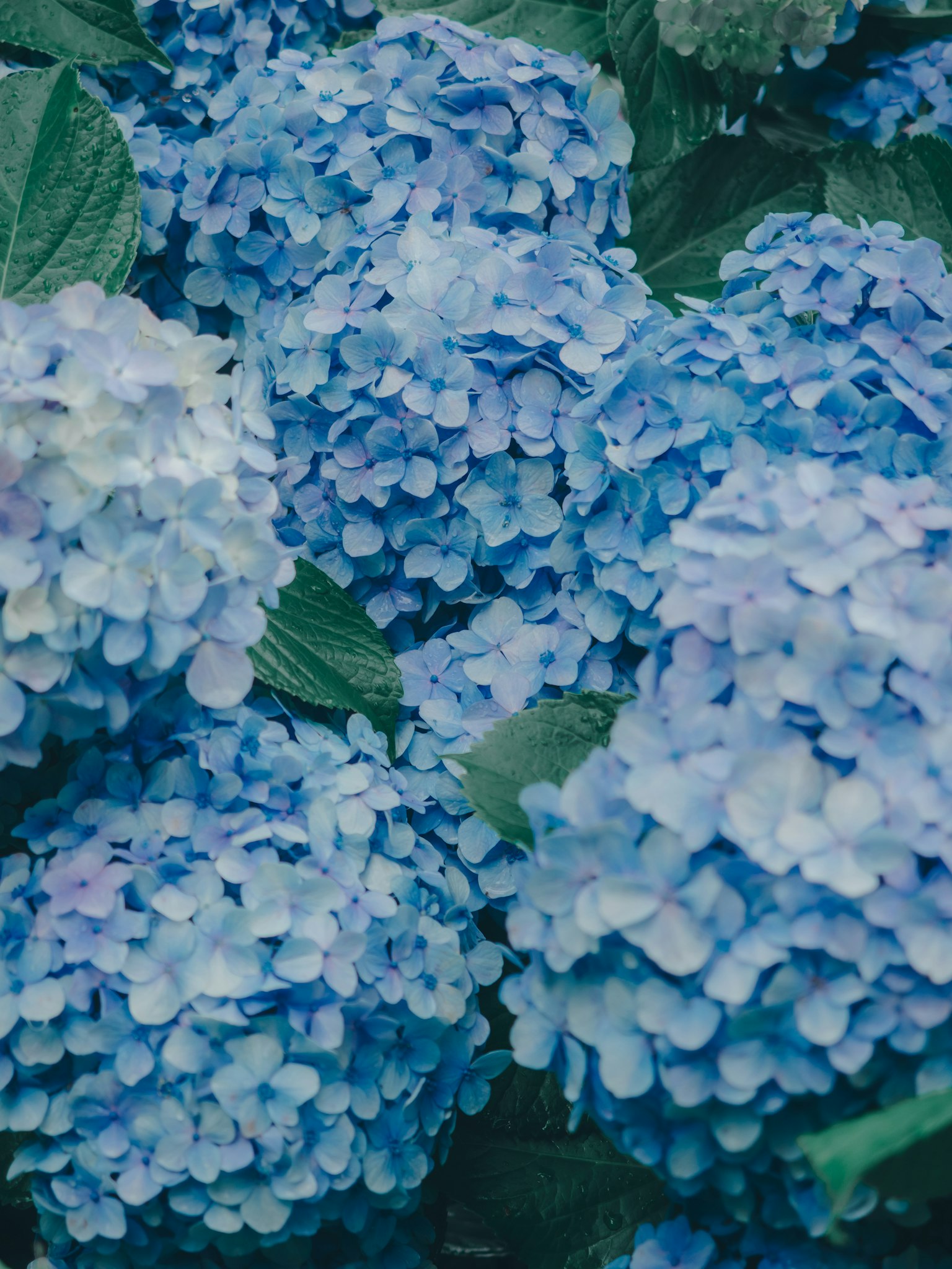 Grupo de flores de hortensia azules con hojas verdes