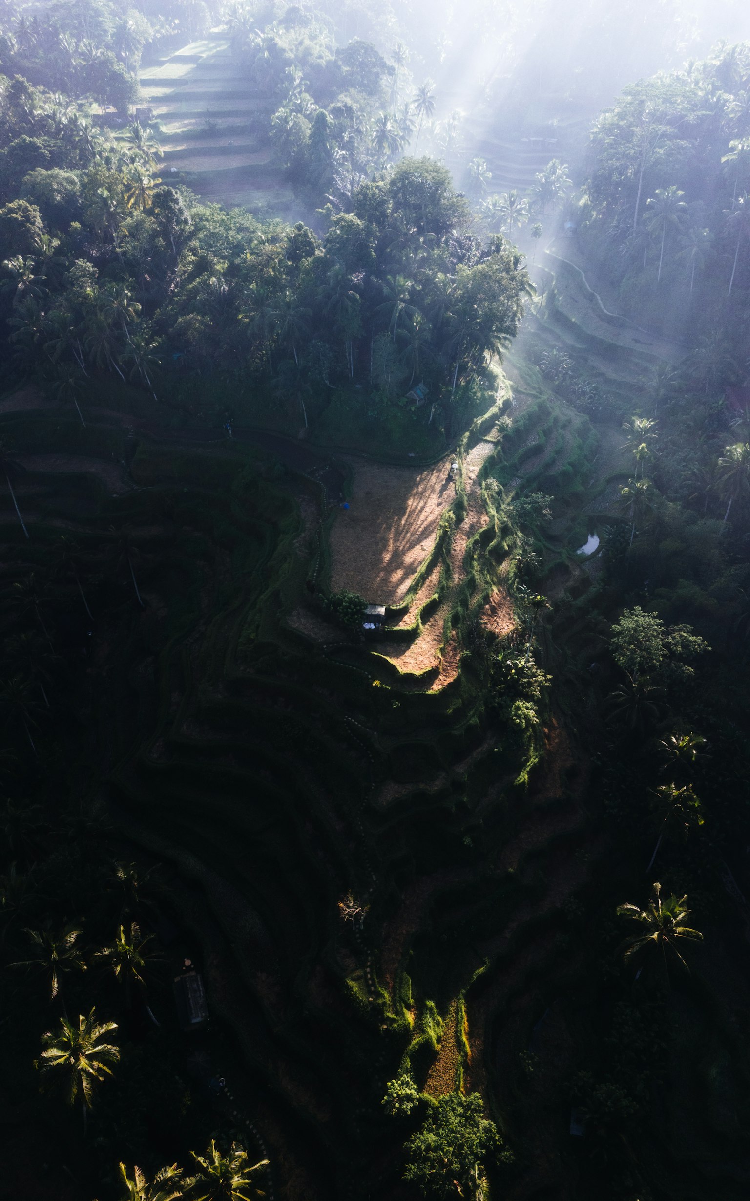 Üppige grüne Terrassenfelder mit Sonnenlicht, das in Bali hindurchscheint