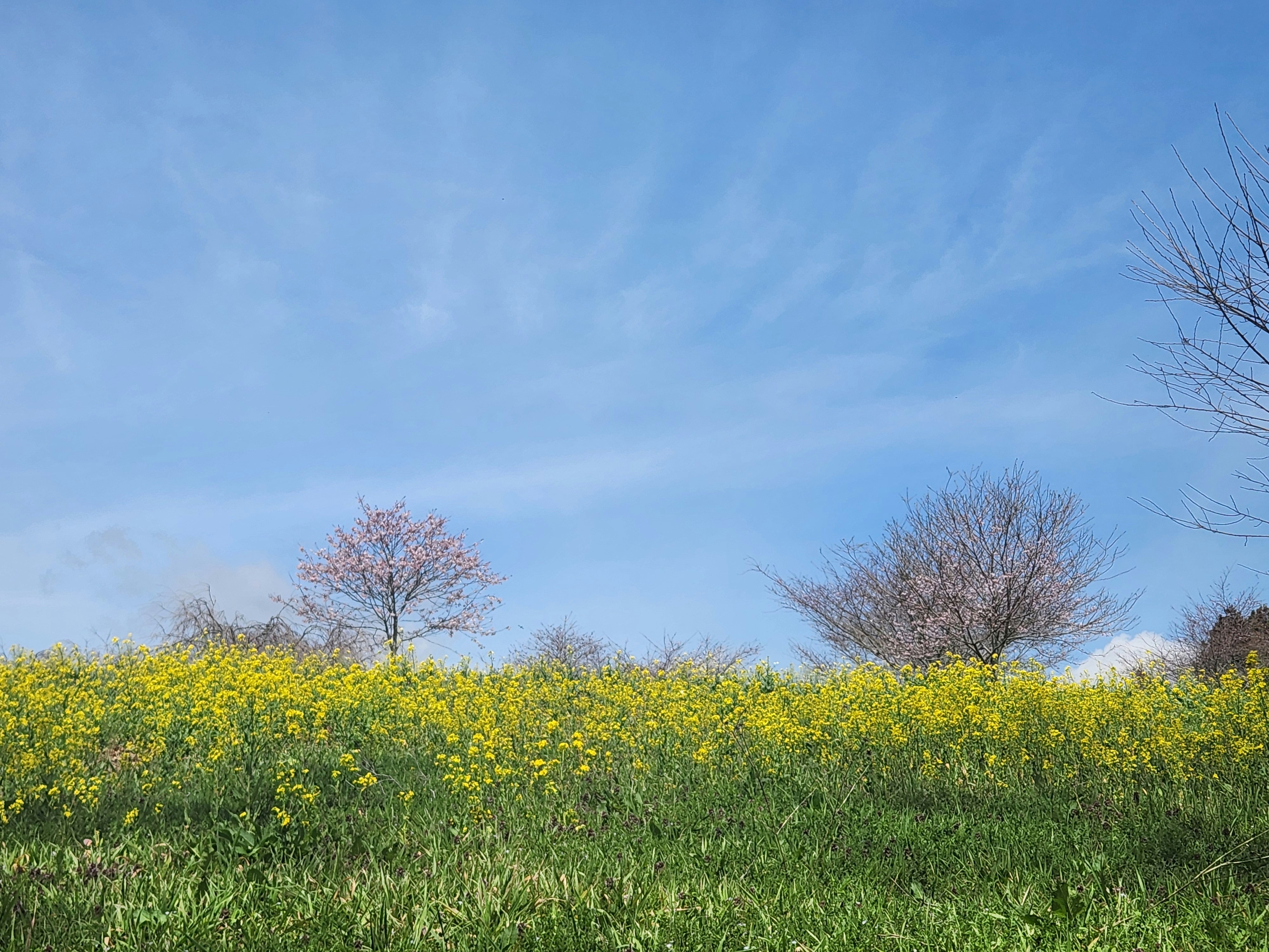 菜の花畑と桜の咲く里山の春景色