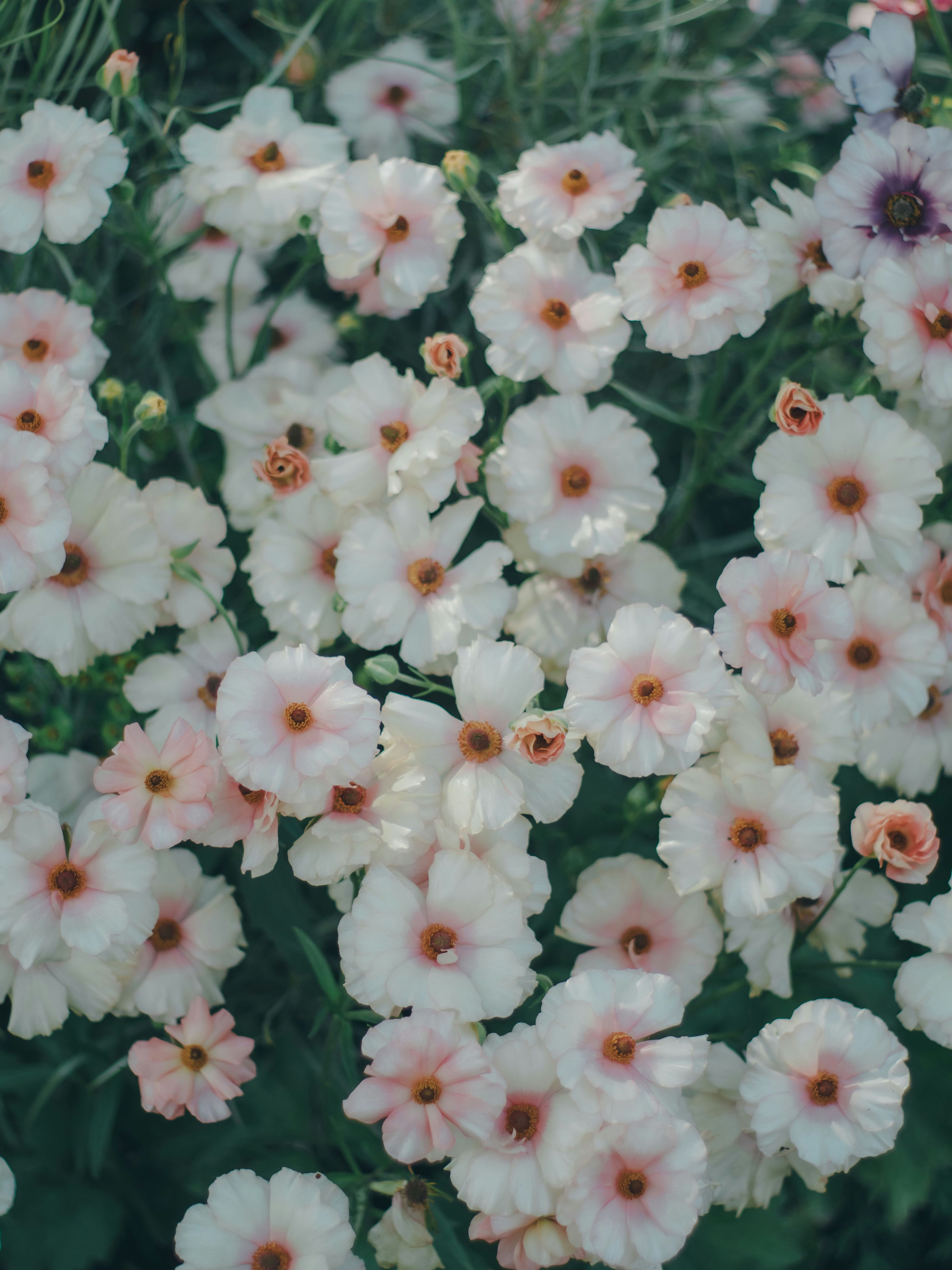 白や淡いピンクの花が密に咲く花畑