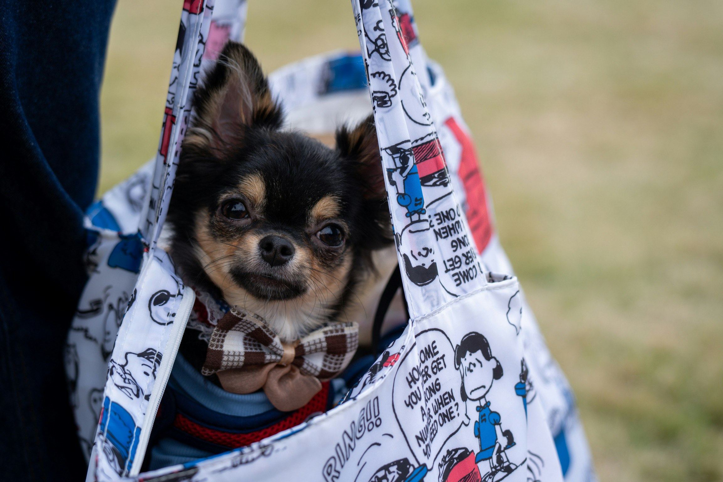 犬のポメチワがハンモック風のバッグに入っている