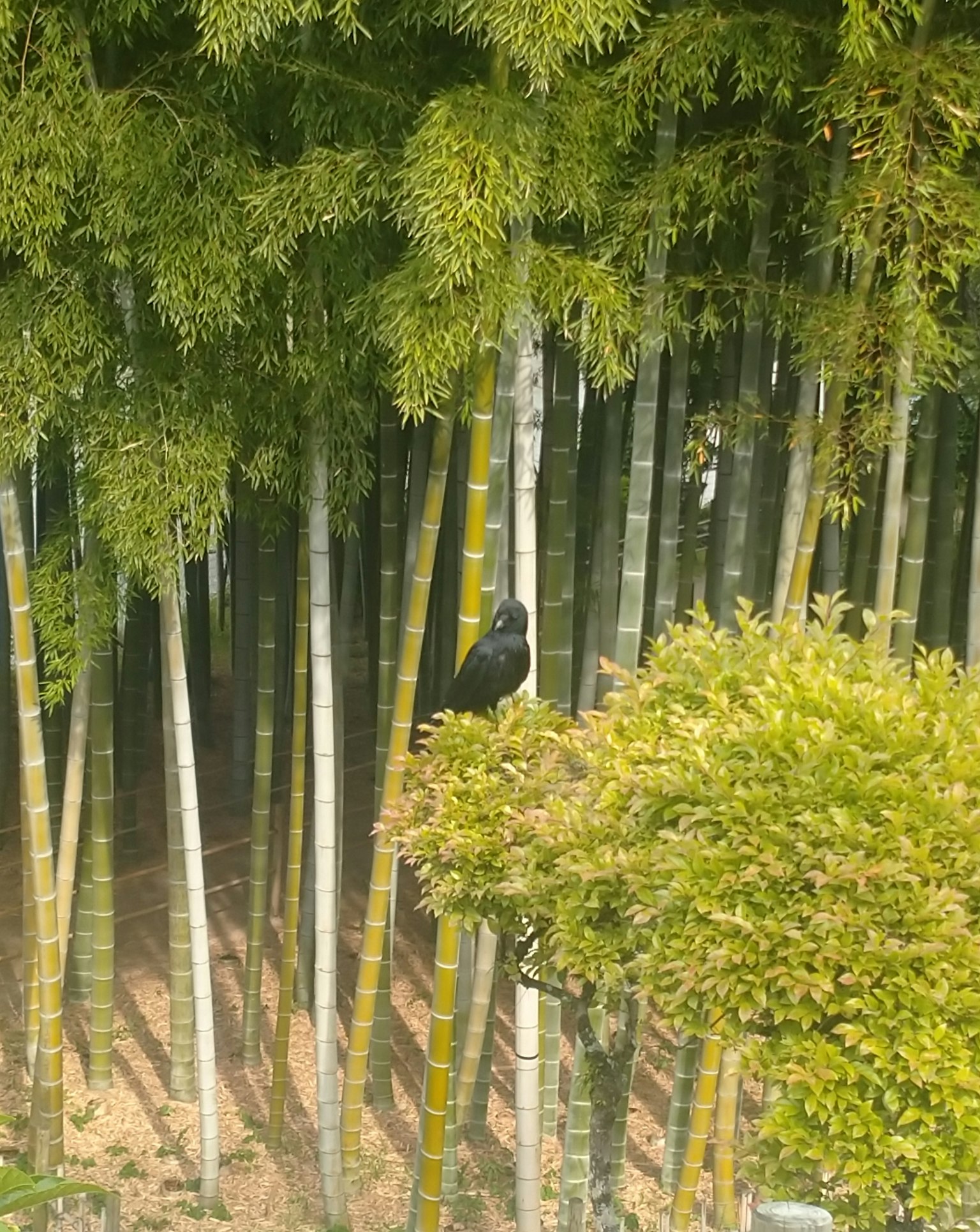 A black bird among green bamboo stalks