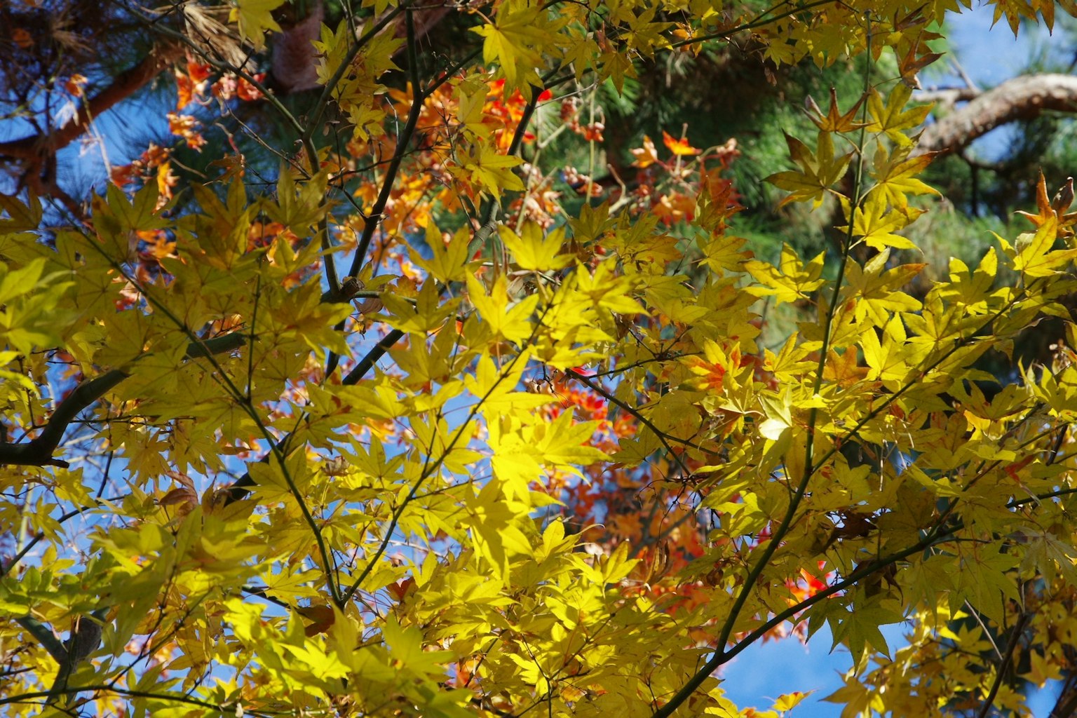 Vue d'arbres d'automne avec des feuilles jaunes et rouges vives contre un ciel bleu