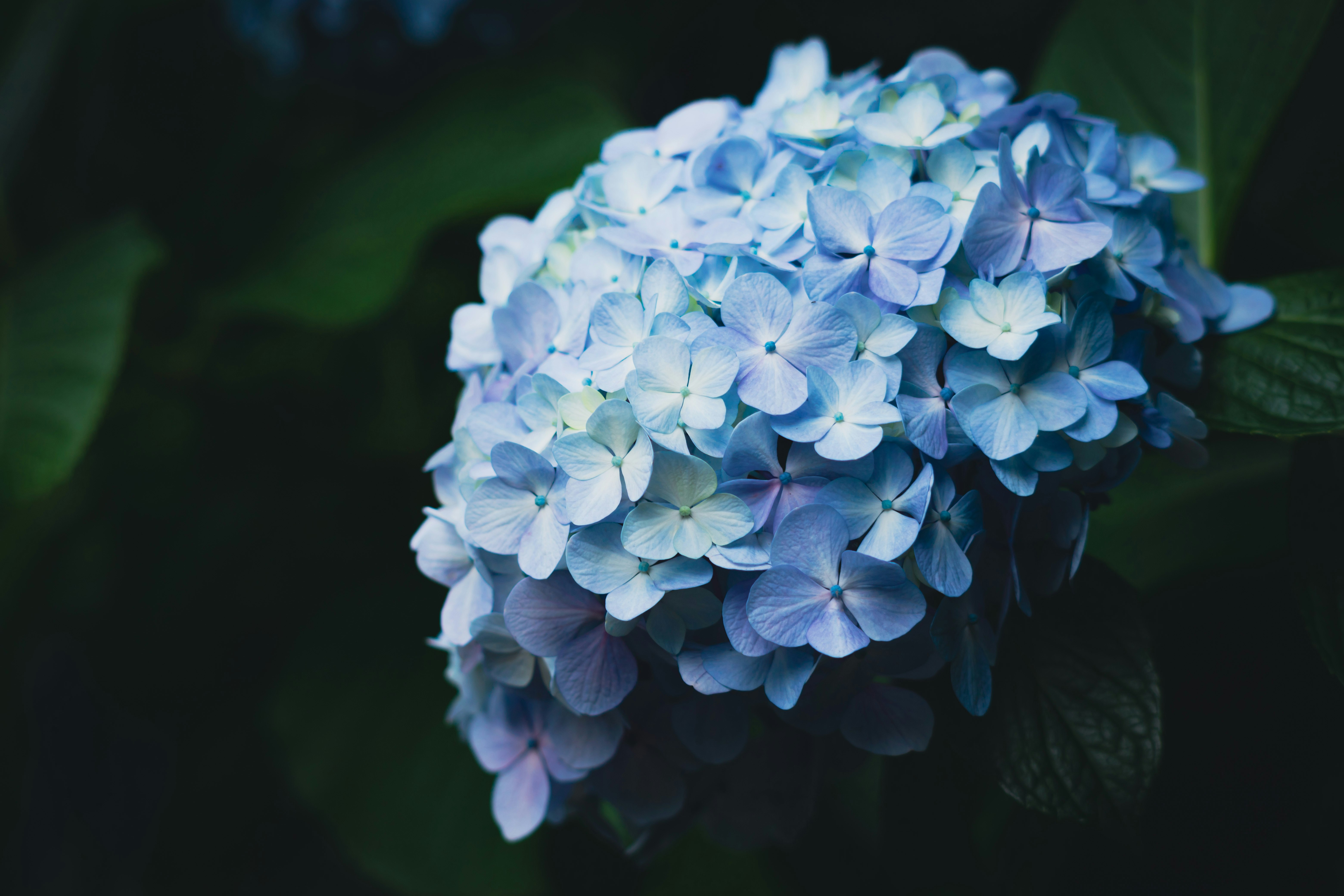 青いアジサイの花束のようなクローズアップ