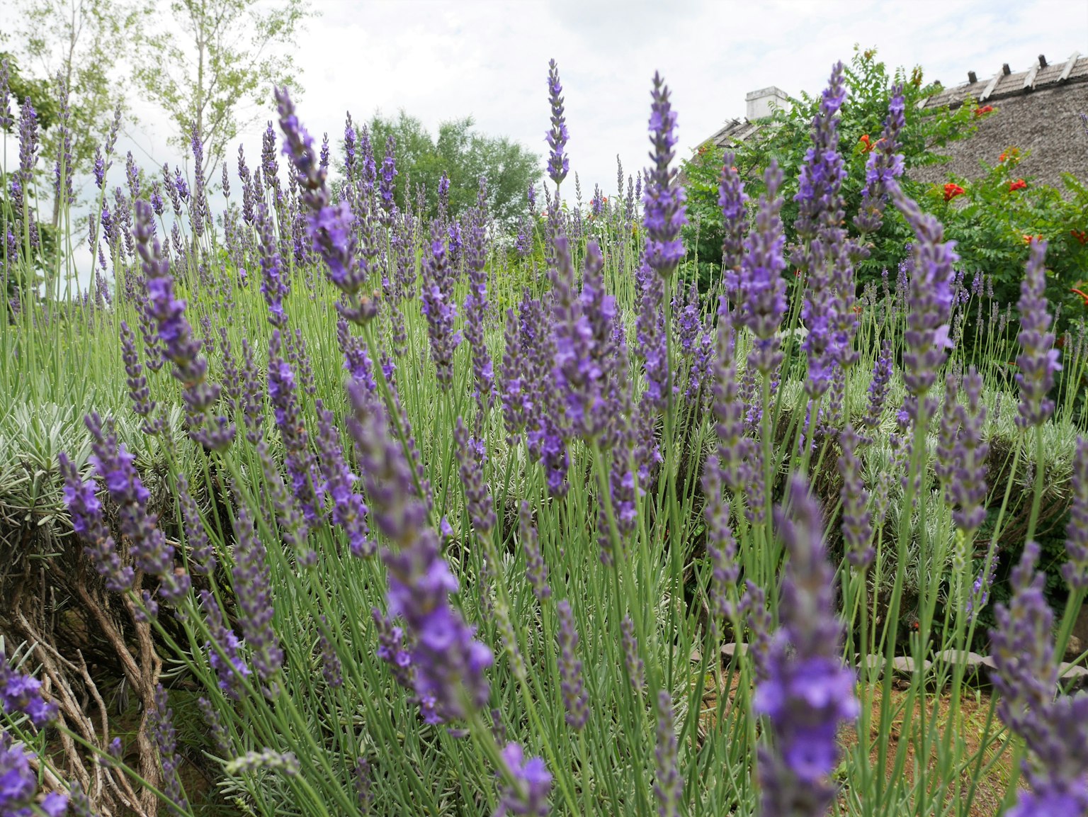 Pemandangan taman dengan bunga lavender ungu yang mekar
