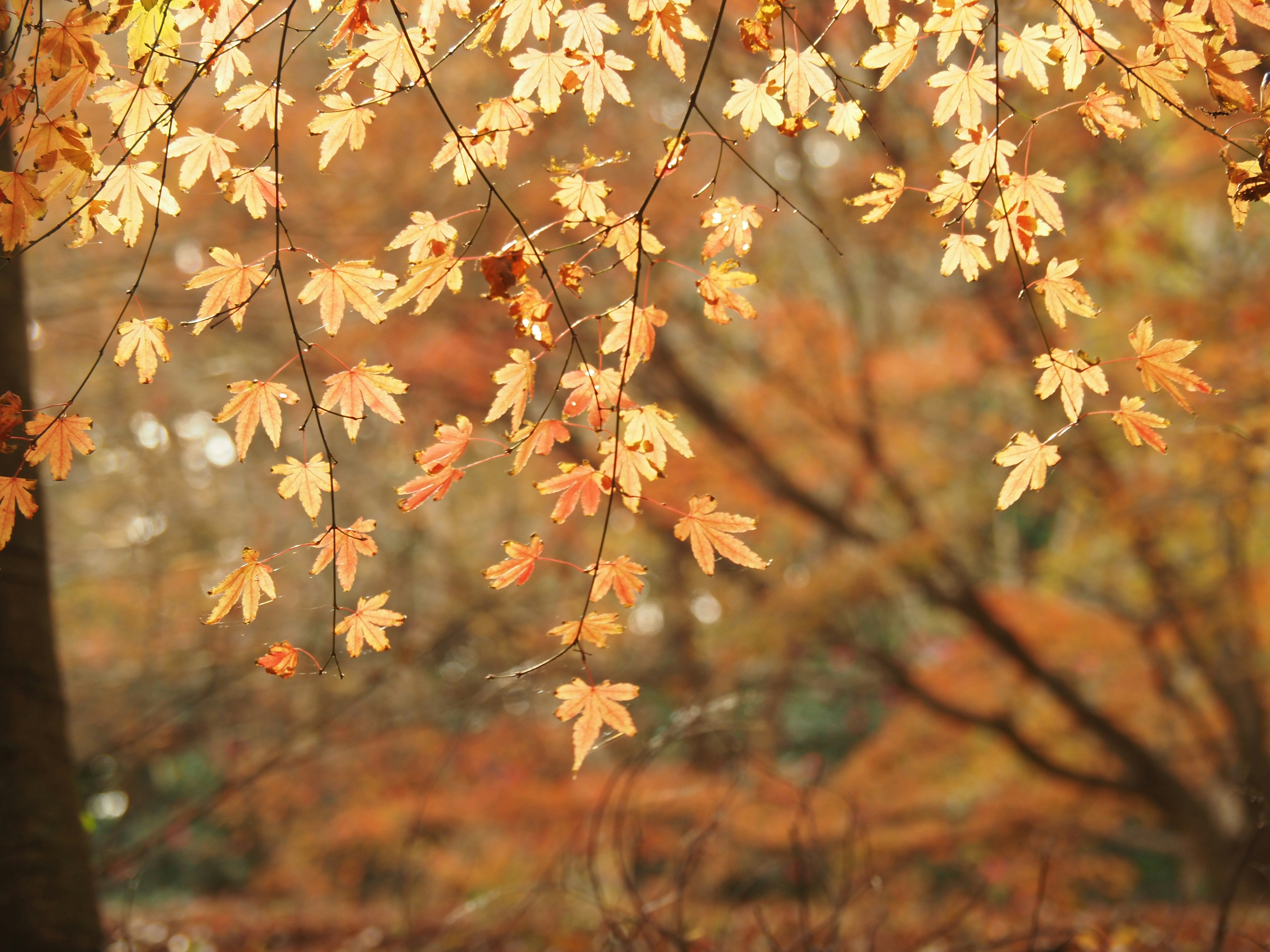 Herbstliche Ahornblätter an Zweigen mit unscharfem Hintergrund