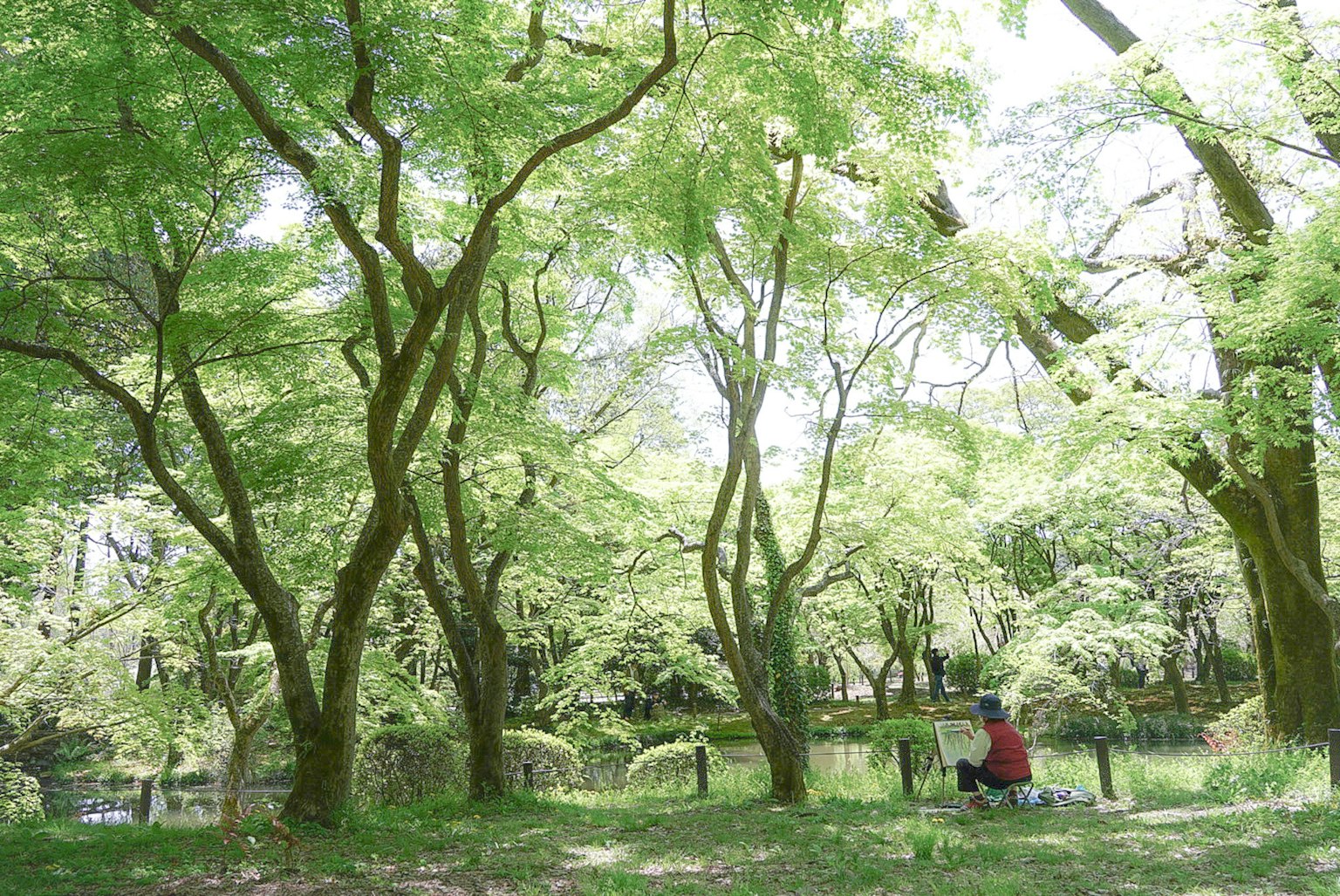 一幅宁静的风景，有一个人安静地坐在郁郁葱葱的树木之间