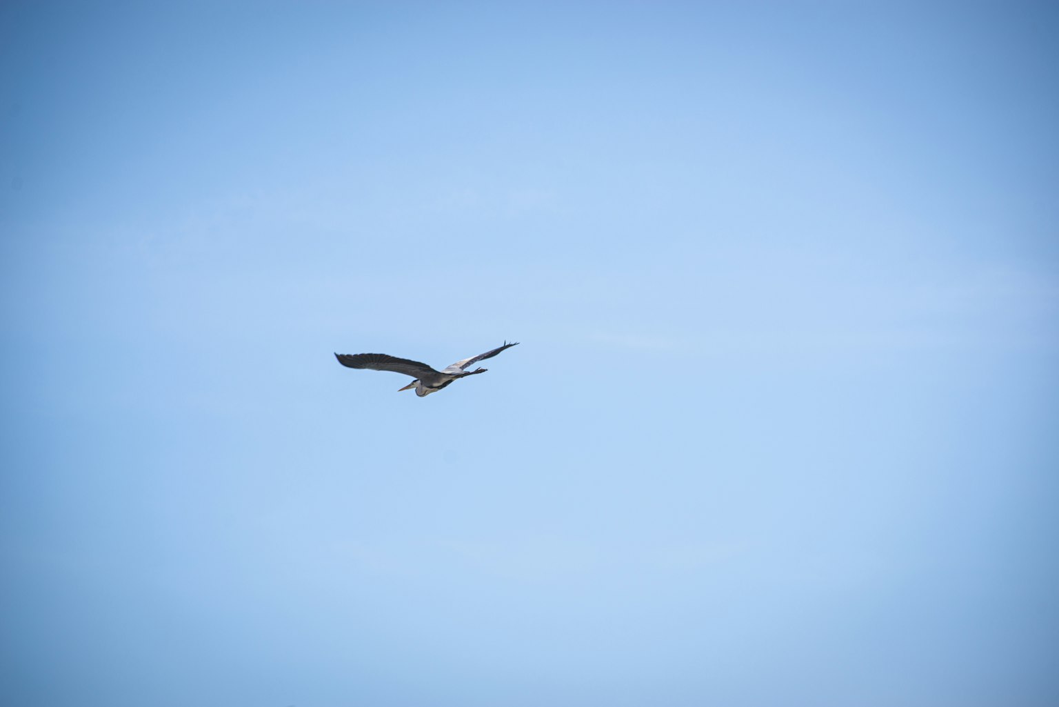 Ein Falke, der in einem blauen Himmel schwebt