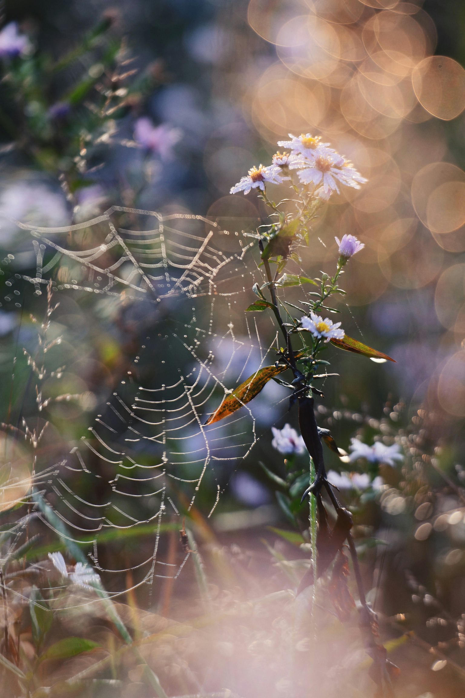 Une belle scène de fleurs et d'une toile d'araignée légèrement floue