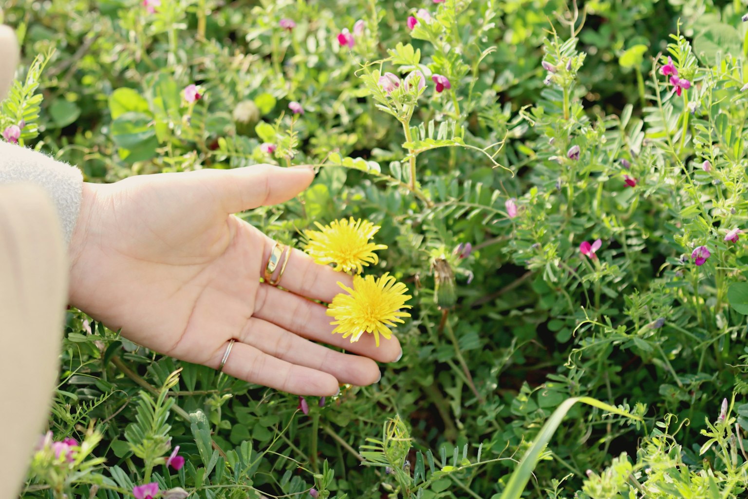 Una mano che tiene fiori gialli tra piante verdi