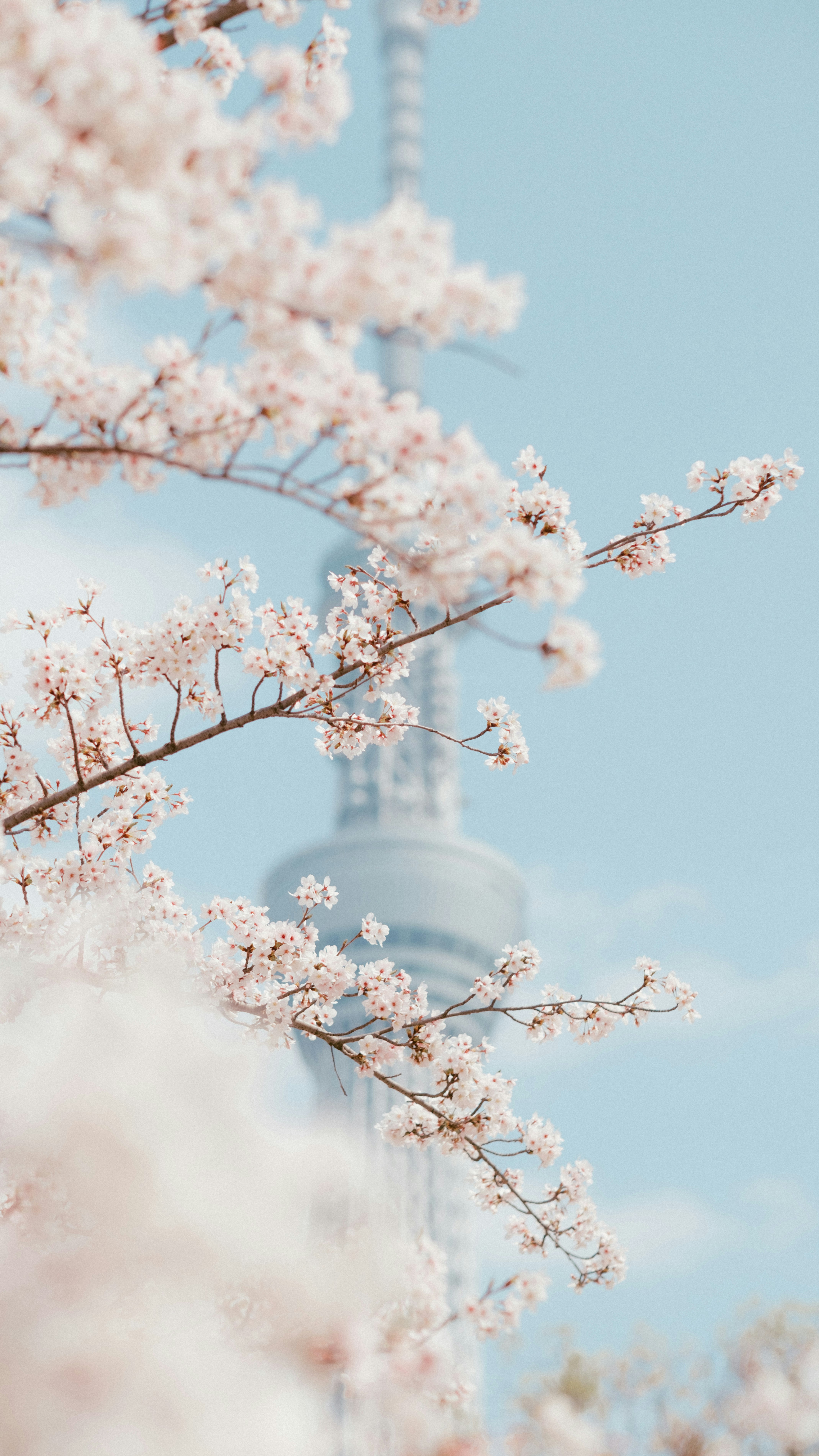 青空に咲く桜の花枝